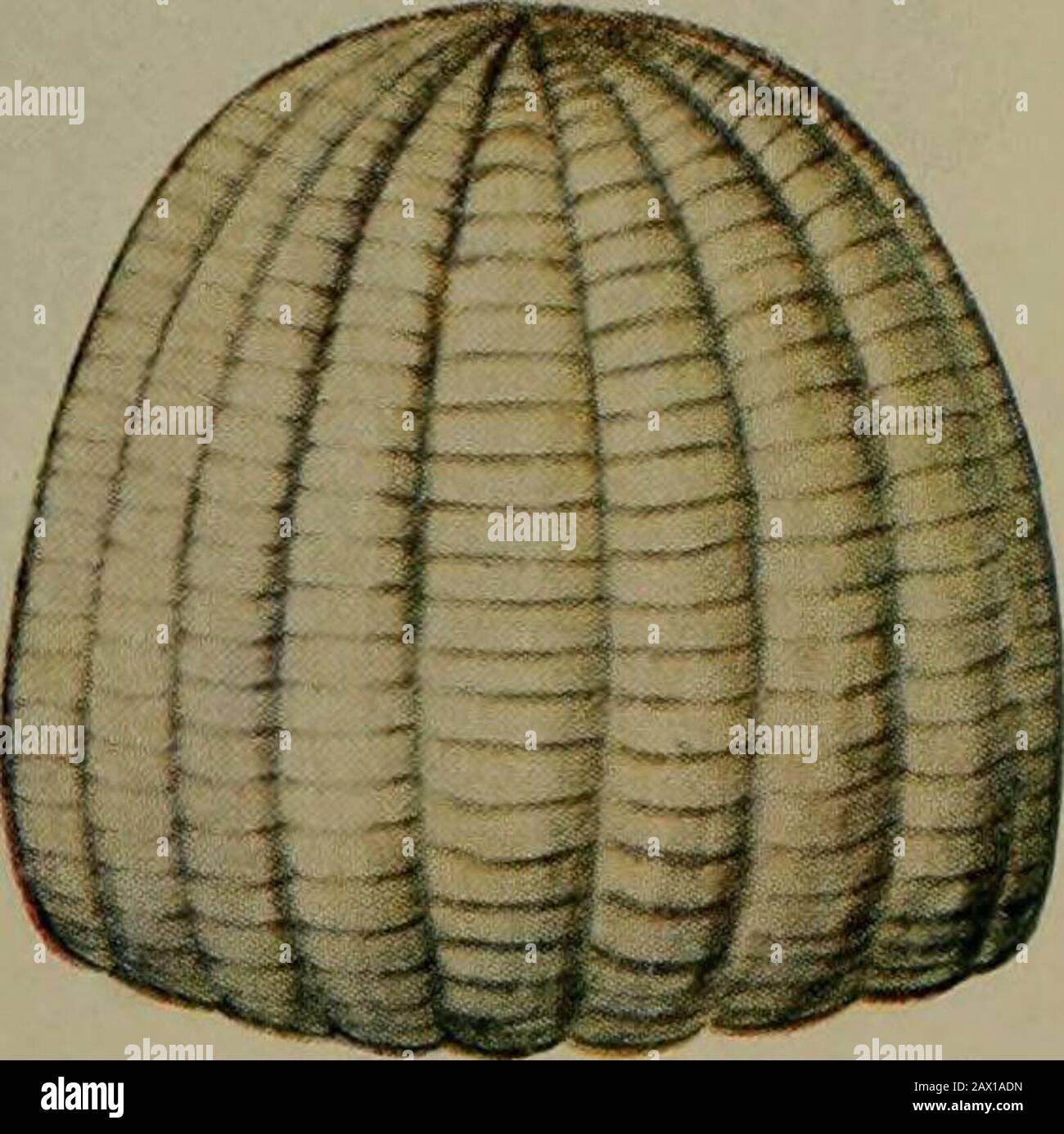 Mais; wachsen, beurteilen, züchten, ernähren, vermarkten; für den Bauern und Studenten der Landwirtschaft ein Textbuch für landwirtschaftliche Fachschulen und Gymnasien . PLATTE IX Die Maiswurm: Helle und dunkle Individuen, Puppe, Motte und Ei, mit verletzten Maisohren. OURTESR VON PROFESSOR S, EINEM FORBES, ILLINOIS STATE ENTOMOLOGIST. MAGEN SIE WEGEN WÜRMERN AB. Stockfoto