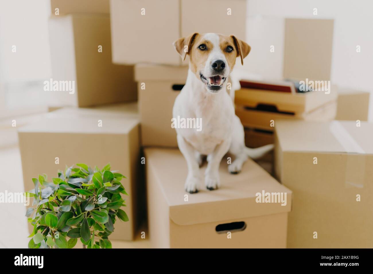 Lustiger Hund sitzt auf Kartonschachteln, grüne Innenanlage in der Nähe, findet in neuer moderner Wohnung wieder, hat braune Ohren, weißes Fell, lebt gerne in teurem Hous Stockfoto