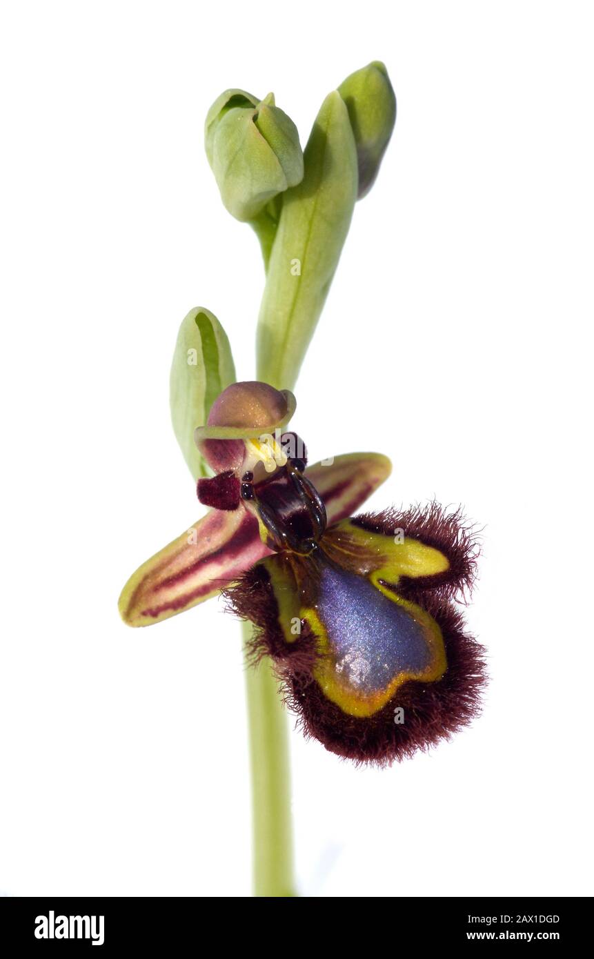 Mirrorbee Orchideenblume, Stielbrakte und Knospen (Ophrys Speculum) isoliert über einem weißen Hintergrund. Blau, grün und haarig. Serra da Arrabida, Portugal. Stockfoto