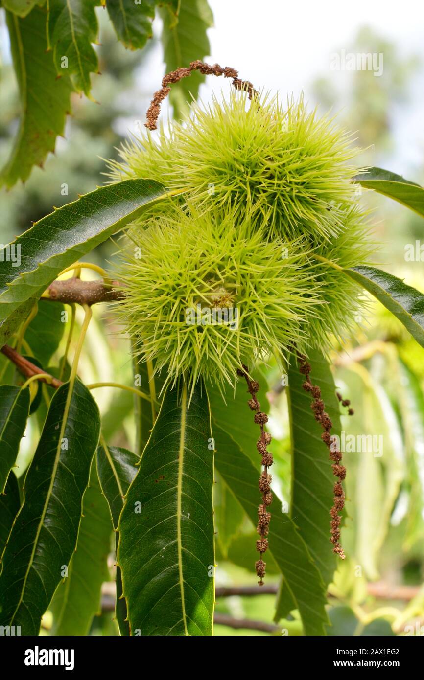 Castanea sativa 'Marron de Lyon' französische Sorte der süßen Kastanienbaum soll große Nüsse tragen. Stockfoto