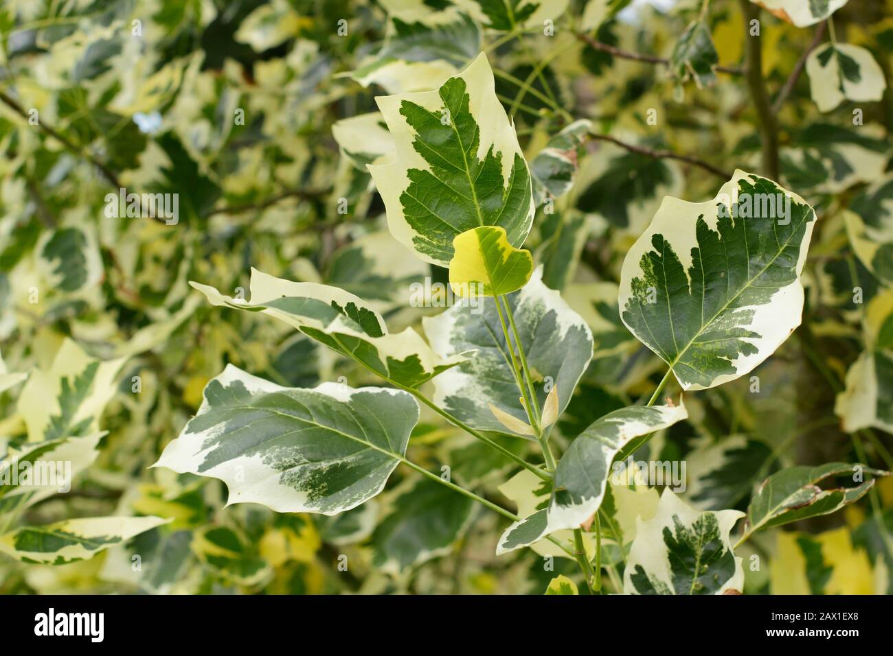 Liriodendron tulipifera 'Snow Bird Tulpenbaum mit markanten verschiedenartigen Blättern. GROSSBRITANNIEN Stockfoto