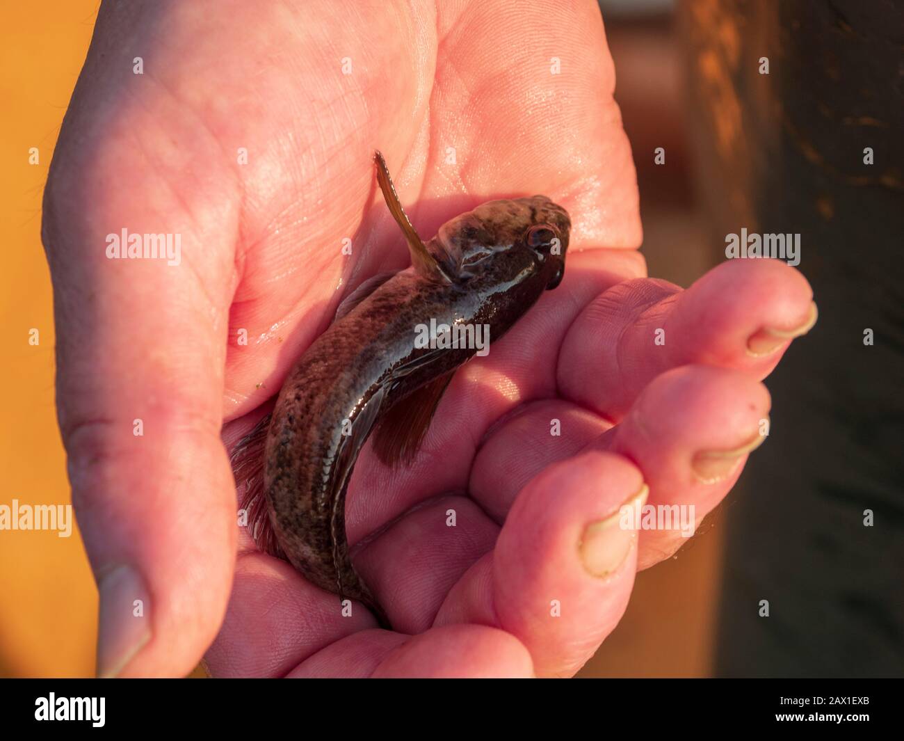 Donaufischer Lothar Ziegler mit Netz, Donau, Bayern, Deutschland, Fischer Lothar Ziegler, Donau, Bayern, Deutschland Stockfoto