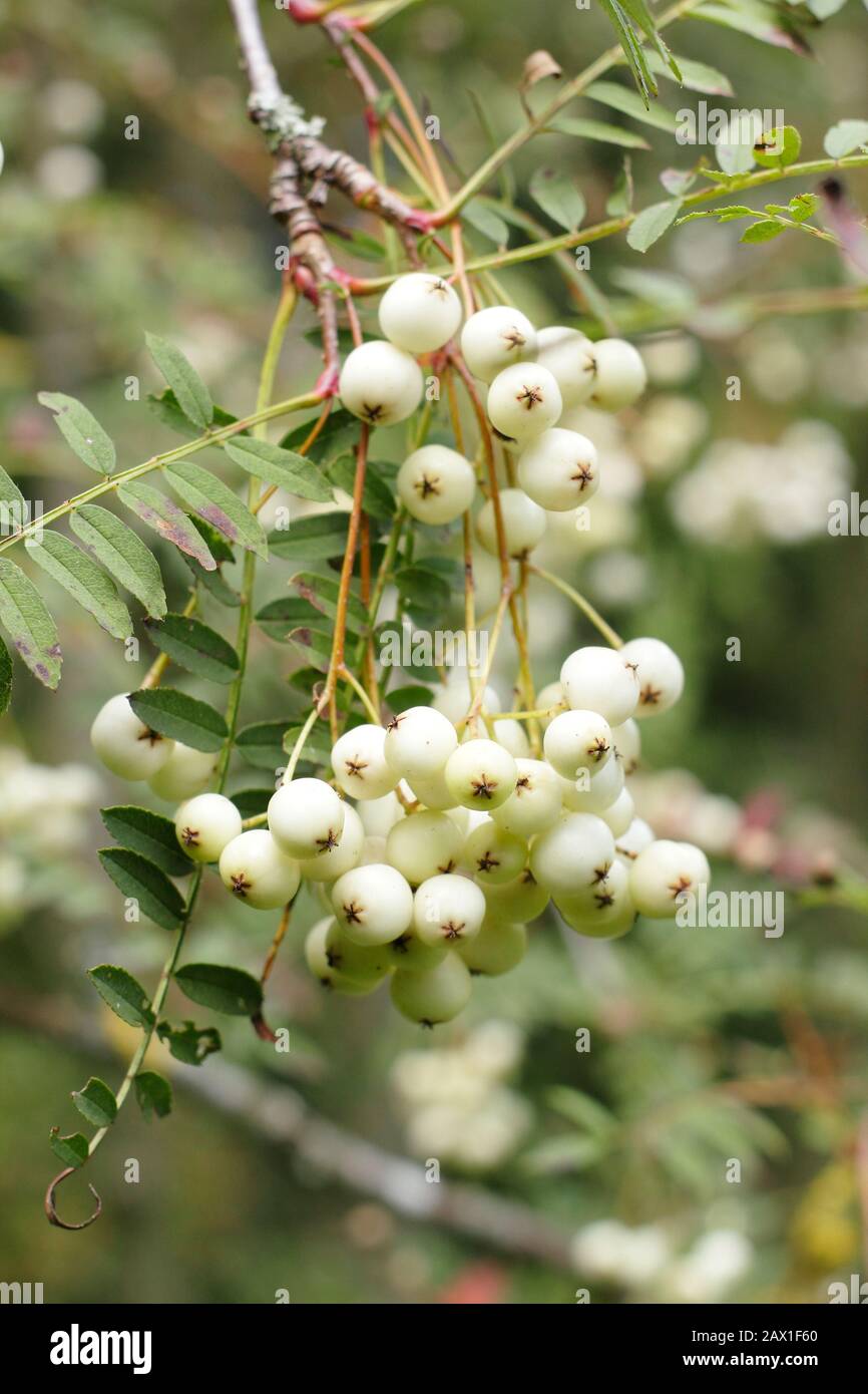 Sorbus 'Harry Smith' rowanische Beeren. Bergasche "Harry Smith"-Baum, der im Frühherbst Haufen weißer Beeren zeigt. GROSSBRITANNIEN Stockfoto