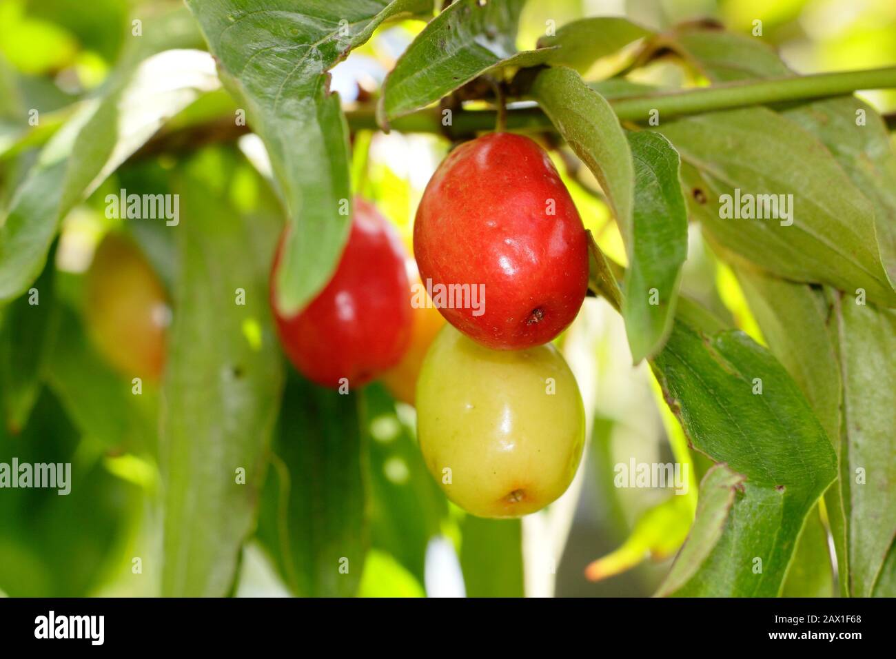 Cornus mas "Kazanlak". Cornelian Cherry zeigt Herbstfrüchte. GROSSBRITANNIEN Stockfoto