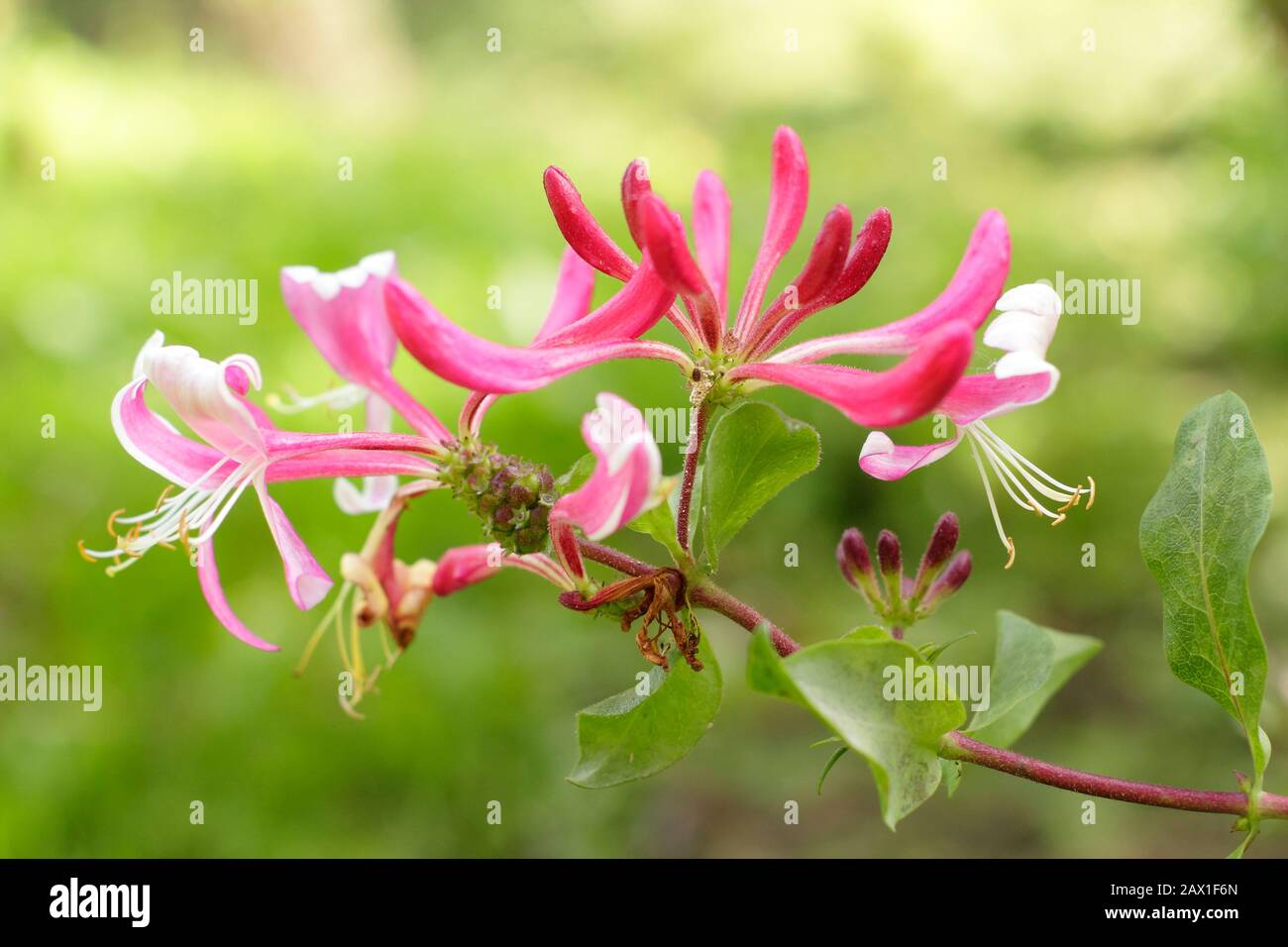 Lonicera periclymenum 'Honeybush' duftende Honigsuckle blüht im Spätsommer. GROSSBRITANNIEN Stockfoto