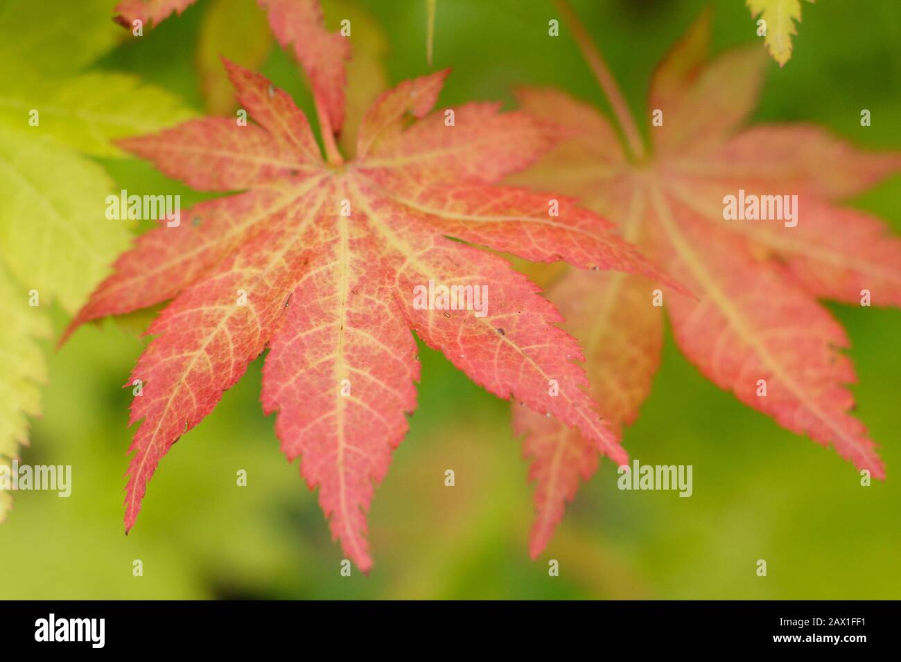 Acer Palmatum "Summer Gold" japanische Ahorn-Blätter zeigen rote gefärbte Blätter im frühen Herbst. GROSSBRITANNIEN Stockfoto