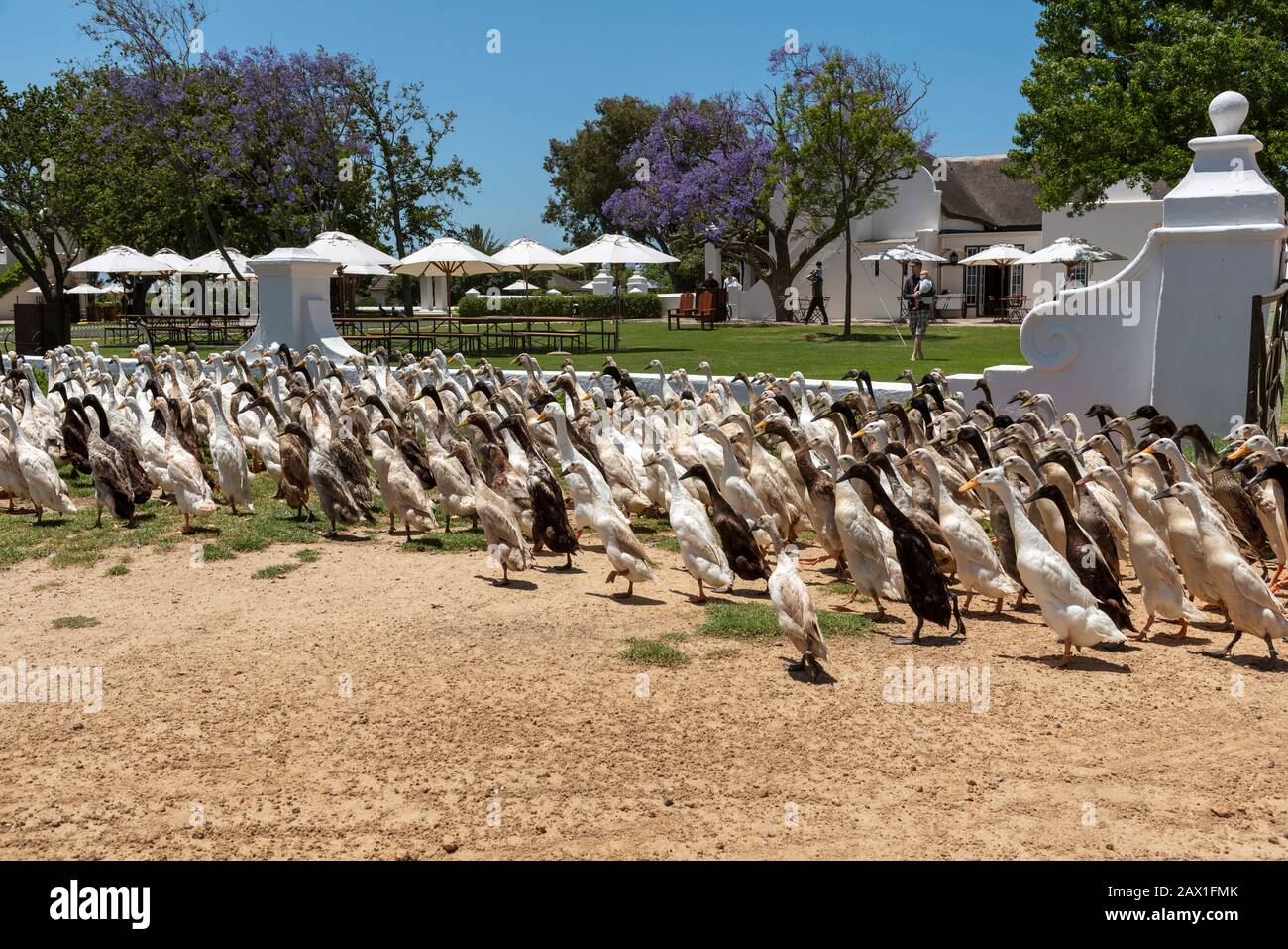 Faure, Stellenbosch, Südafrika. Dezember 2019. Die Herde der indianischen Runner Enten weht am Gehöft am Weingut Vergenoegt in Faure, South Afric, vorbei Stockfoto