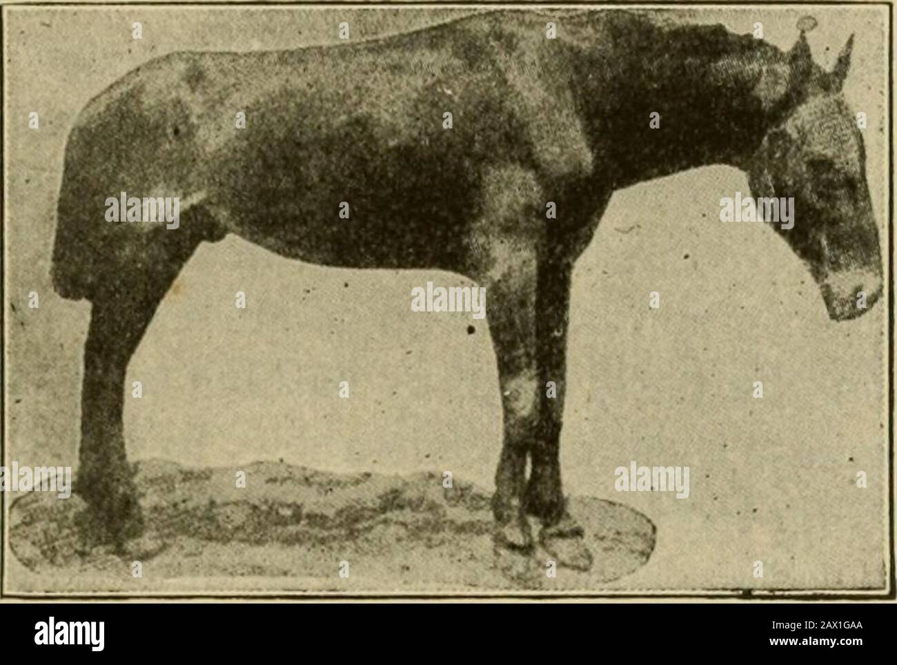 Lebendbestand: Eine Cyclopaedia für den Bauern und Bestandsbesitzer, einschließlich der Zucht, Pflege, Fütterung und Verwaltung von Pferden, Rindern, Schweinen, Schafen und Geflügel mit einer speziellen Abteilung für Dairying: Auch ein vollständiger Bestandsarzt: Mit eintausend Erklärungsgravuren. BLICK AUF EIN PFERD WITHKABIES. UNREGELMÄSSIGE STRANGUES. Was zu tun ist.-keine Behandlung ist von Nutzen; wenn etwas gegeben werden könnte, wäre es zu riskant, es zu versuchen; aber bis jetzt hat Wissenschaft nichts entdeckt, um eine tödliche Beendigung zu verhindern. Sobald eine Kaseine verdächtigt wird, das Pferd zu isolieren, binden Sie es so, dass er soll Stockfoto