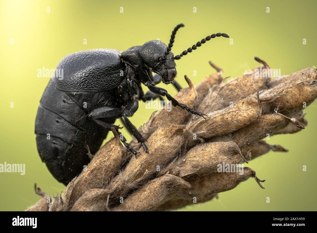 Weibchen eines Ölkäfers Meloe scabriusculus, einer seltenen und bedrohten Insektenart in Tschechien Stockfoto