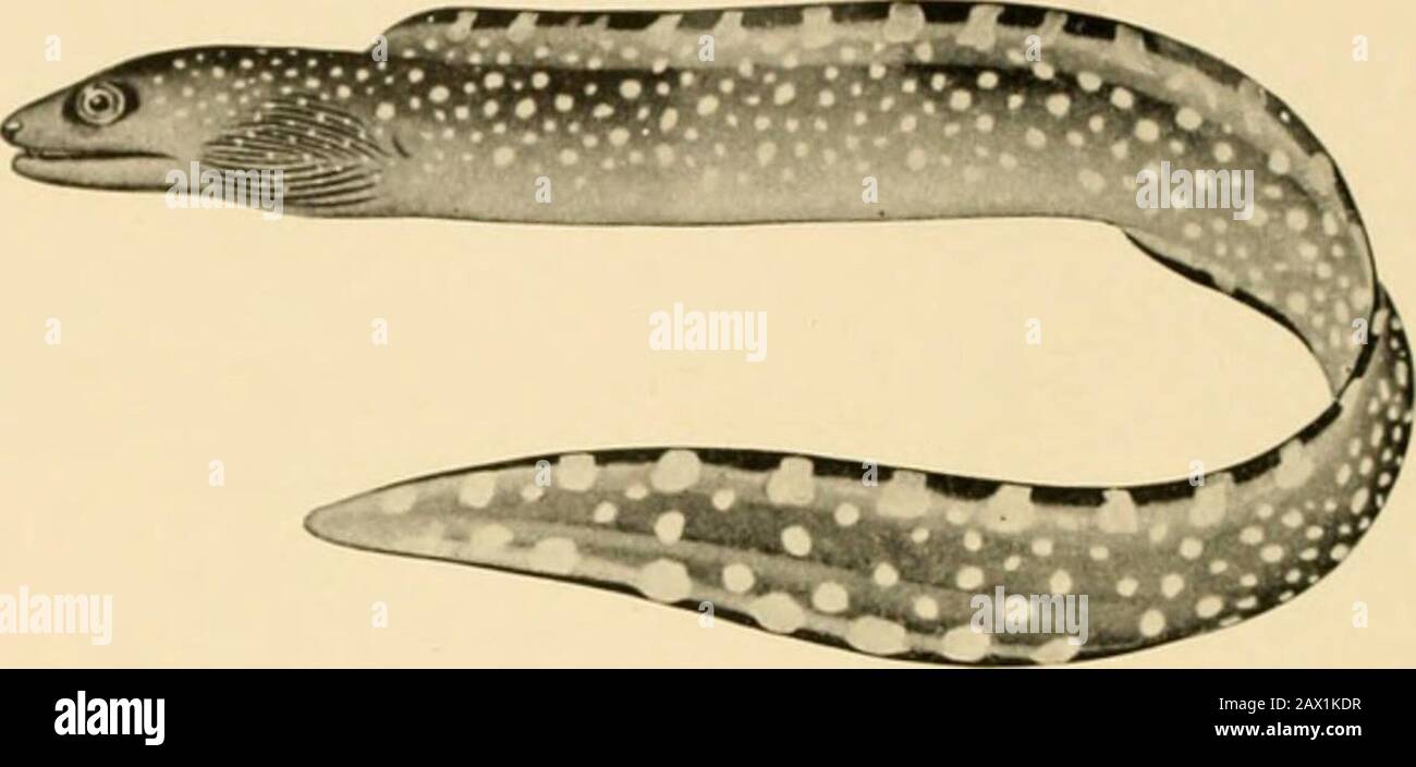 Fische. 374 Die Apoden oder Aalartigen Fische mit langem Hals bilden die einzige bekannte Art der Unterordnung Carciichcli (Kopd, Kopf; eyxeXv?, Aal). In dieser Gruppe sind die Prämaxillare und der Maxillarbogen wie im gewöhnlichen vorhanden. I Abb. 283.-0;/mnolhorax jnrdani fKvpiiaiin IV .M:ir.-hj. Laiiiily }furitiiida. Puerto Hico. Fischt, aber vereint durch Naht und gelötet auf das Kranium. ASIN True Aels, der Schultergürtel ist vom Schädel entfernt. Die Stockfoto