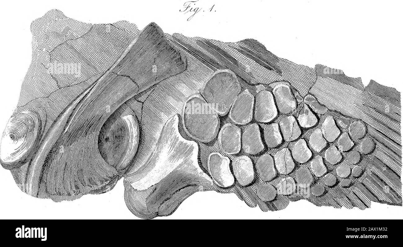 Einige Weitere Informationen über die Fossilen Überreste eines Tieres, von Denen eine Beschreibung Der Gesellschaft im Jahre 1814 gegeben wurde. Rn&M^Zi. T f:f (A-1 aJw-ey, J (y Tkiiof.T^#MDCCC3m...&atel&:p.A20. Stockfoto