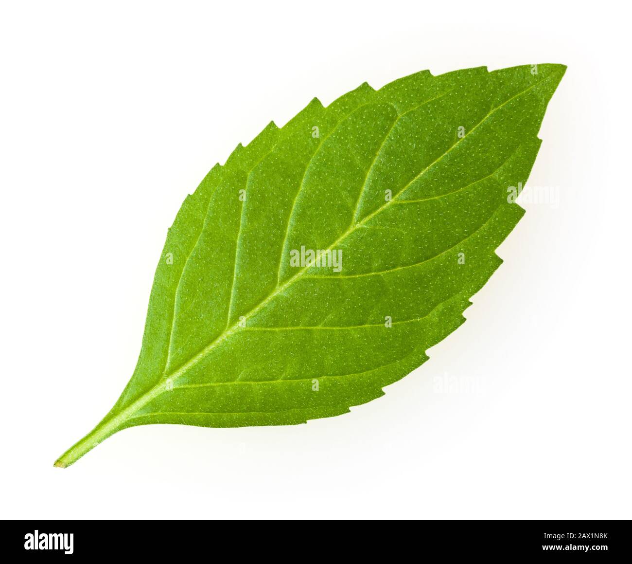 Frisches Minzenblatt isoliert auf weißem Hintergrund Stockfoto