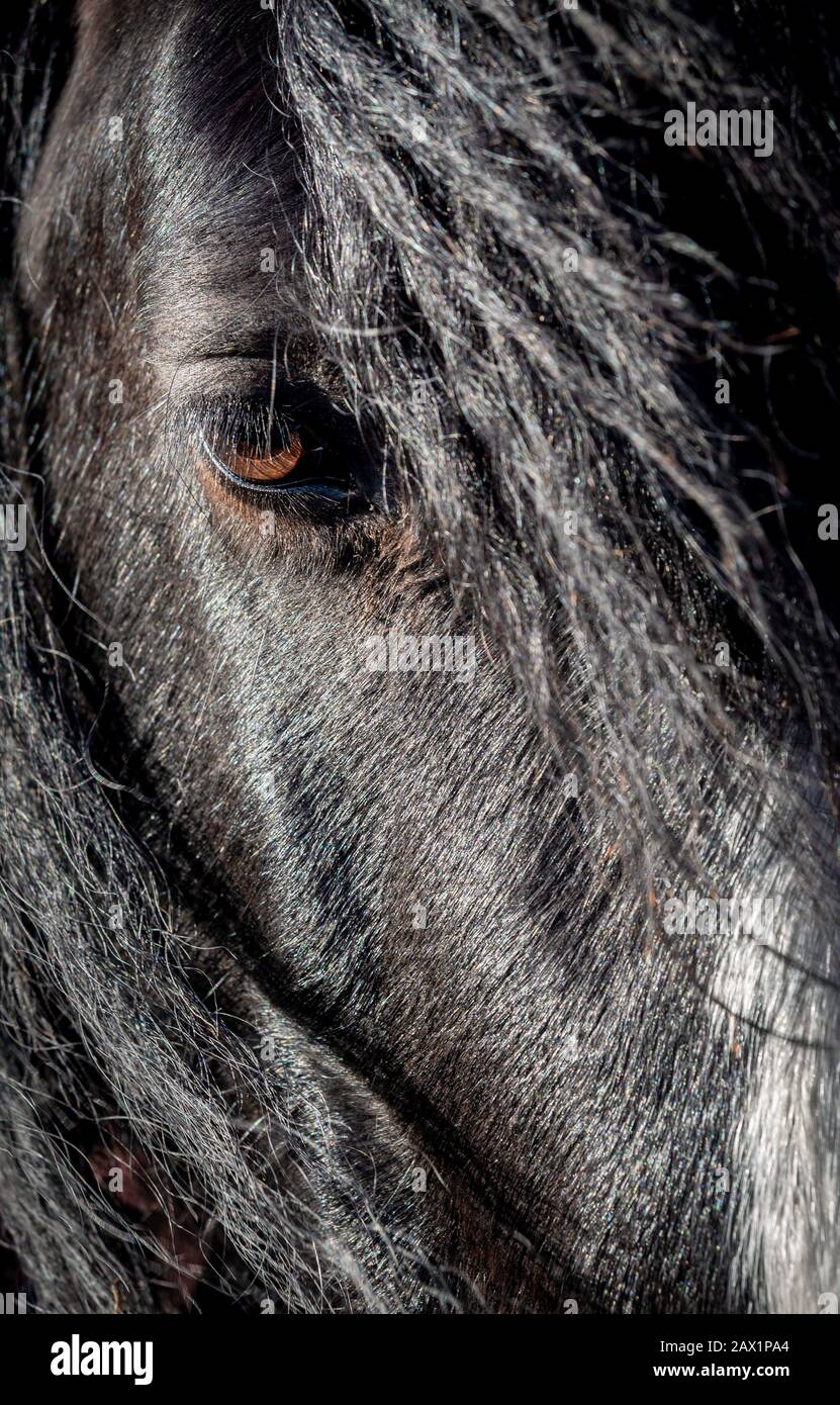 Nahaufnahme von Pferden Gesicht mit einem Auge zeigen Stockfoto