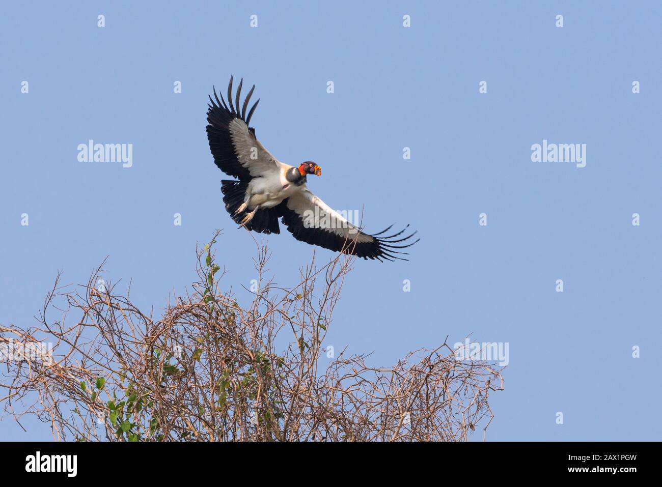 Ein König Geier (Sarcohamphus papa), der aus Nordpantanal, Brasilien, auszieht Stockfoto