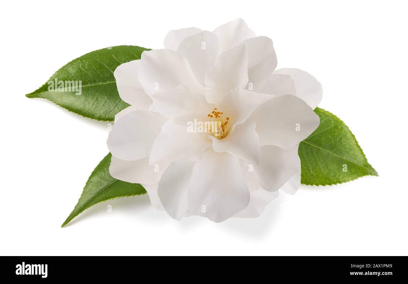 Camellia Blume mit Blättern isoliert auf weißem Stockfoto