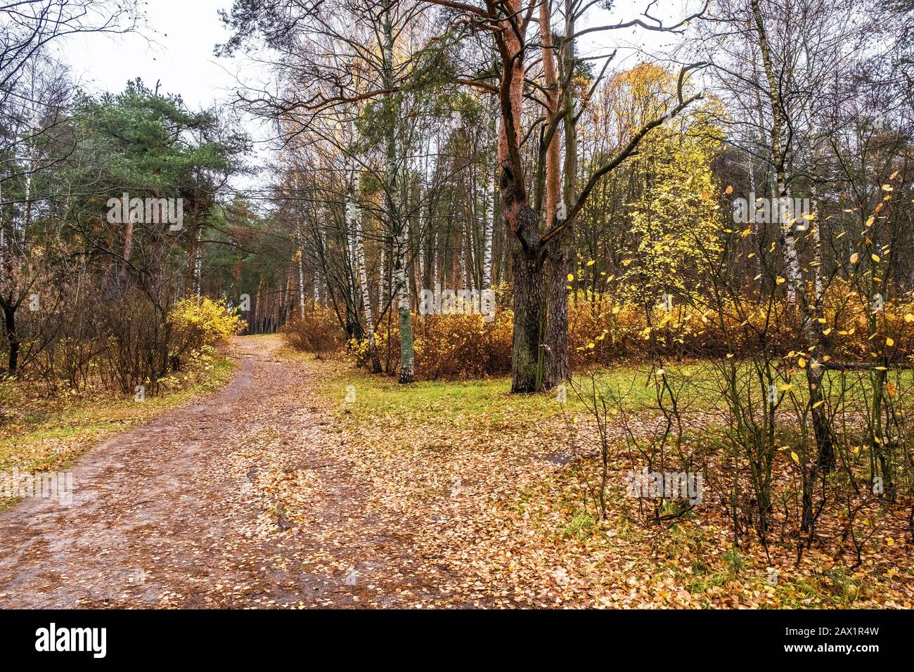 Pfad bedeckt mit orange-gelben Blättern in einem gemischten Herbstwald an einem bewölkten Tag. Stockfoto