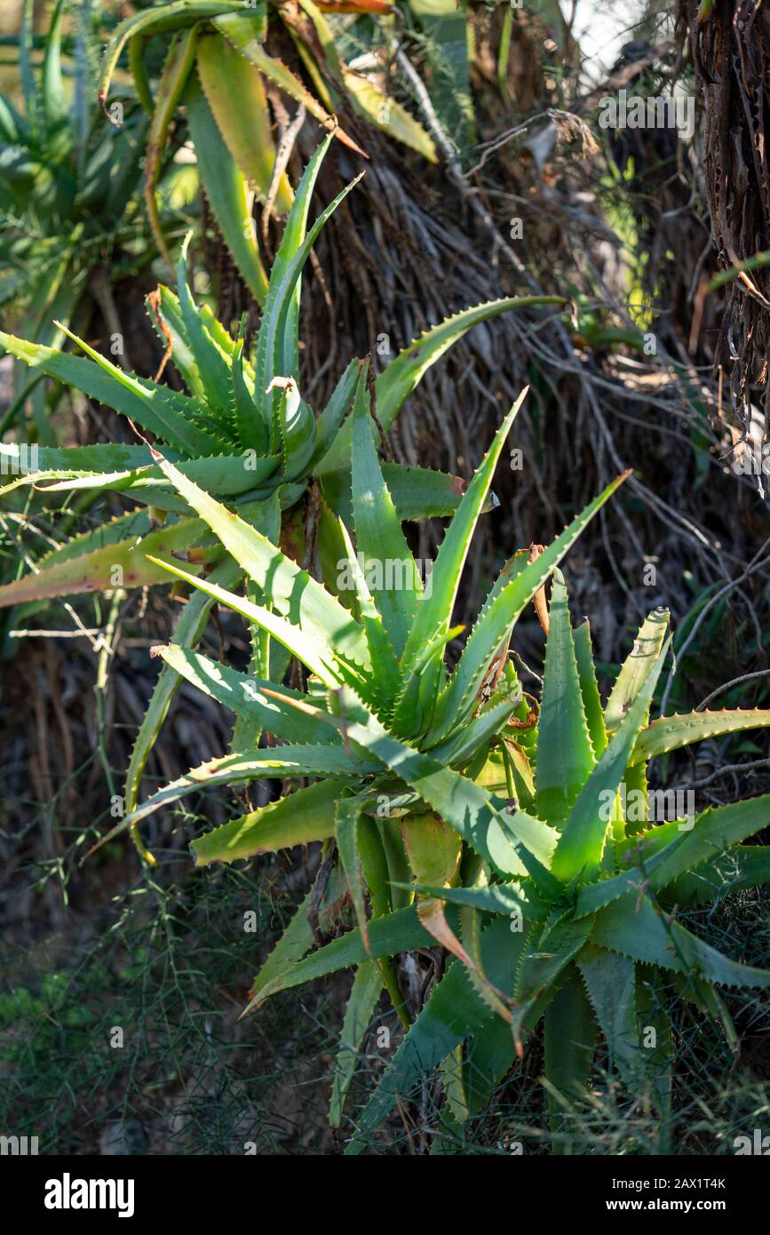 Aloe Vera, echte Aloe, Pflanzen Sie in einem Garten in der Nähe von San Jordi, Mallorca, Balearen, Spanien, Stockfoto