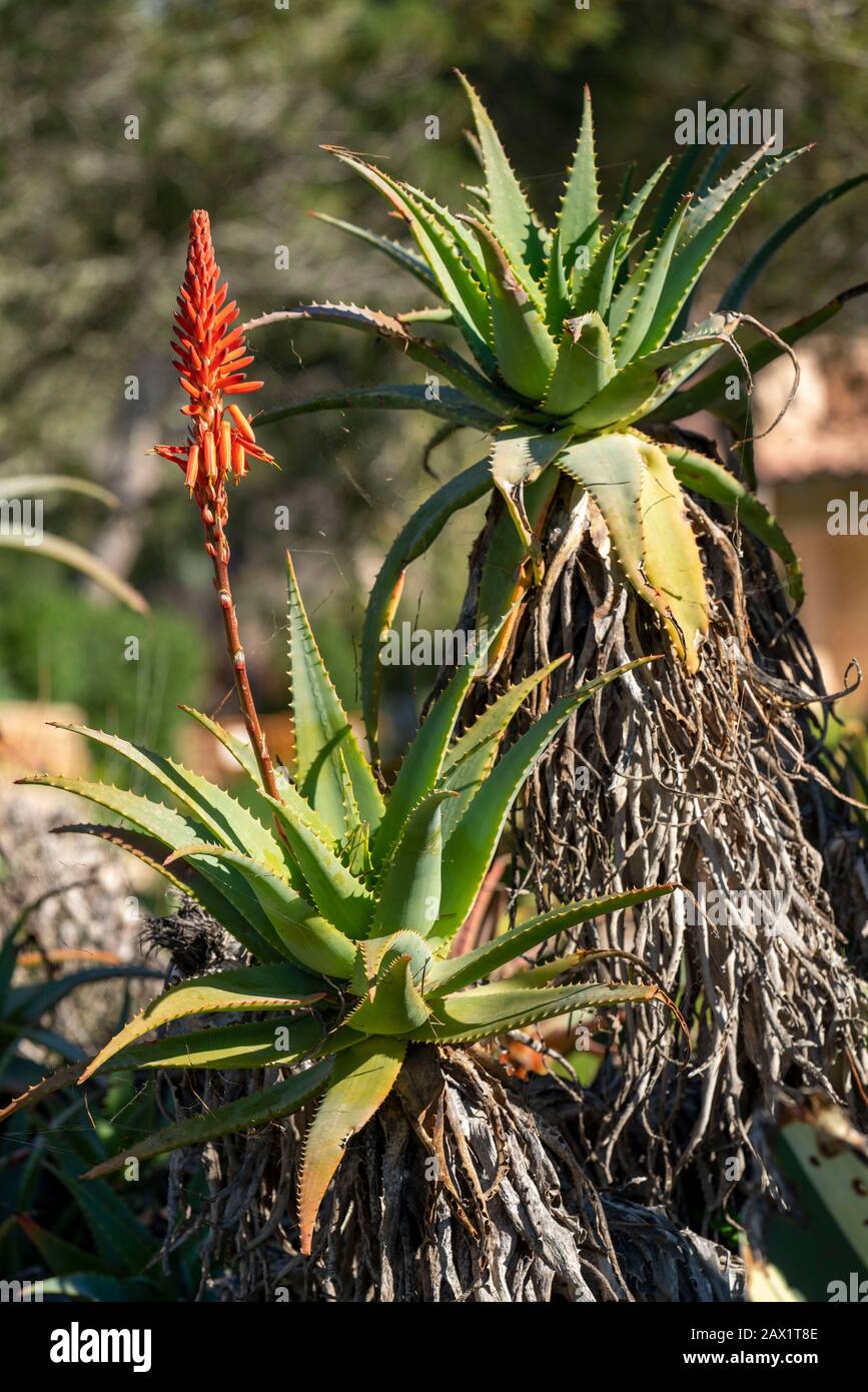 Blume der Aloe Vera, echte Aloe, Pflanzen Sie in einem Garten in der Nähe von San Jordi, Mallorca, Balearen, Spanien, Stockfoto