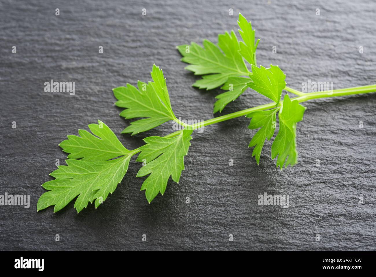 Frische Petersilie auf Schiefergrund Stockfoto