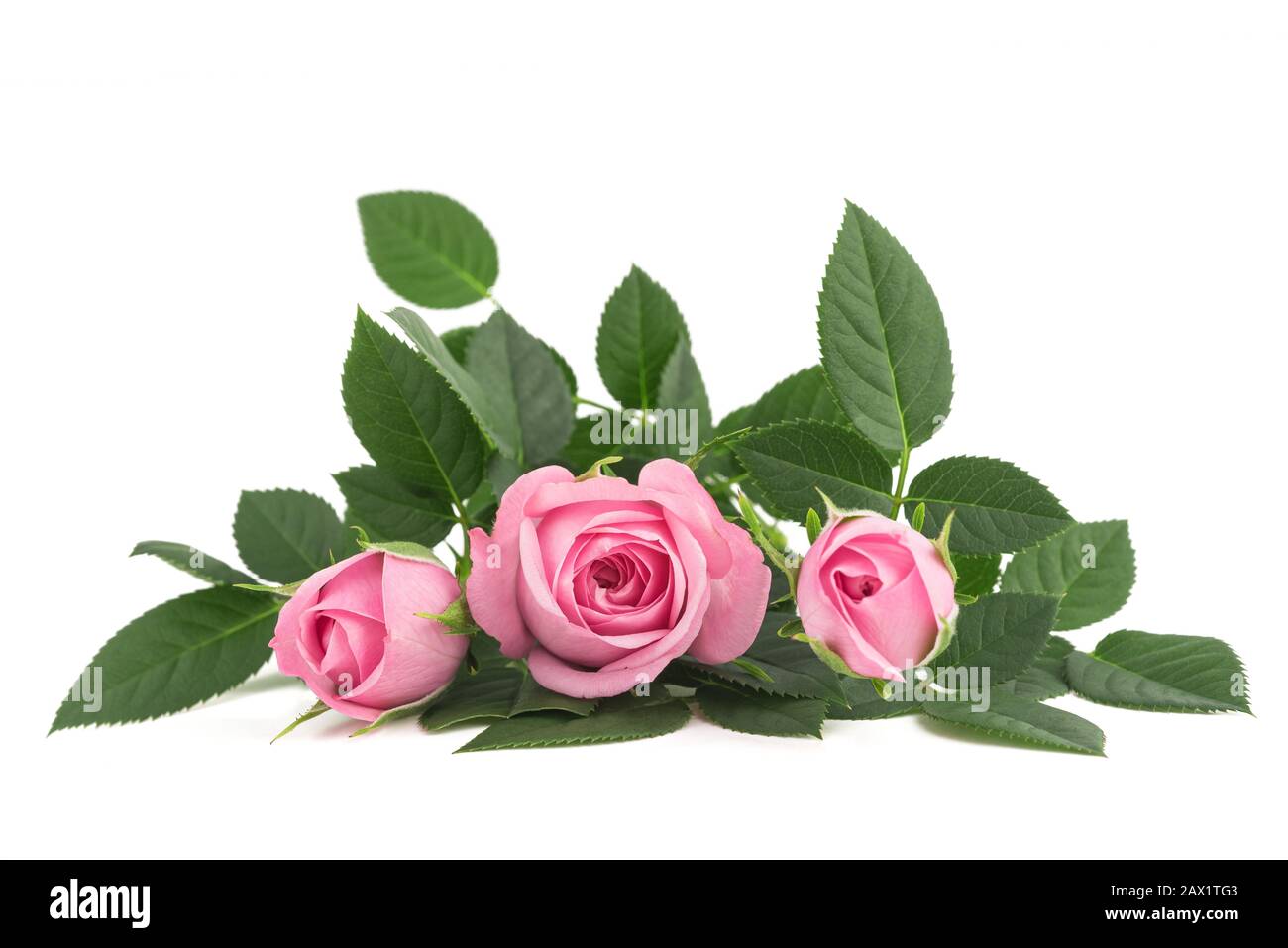 Rosa Rosen-Blumen isoliert auf weißem Hintergrund Stockfoto