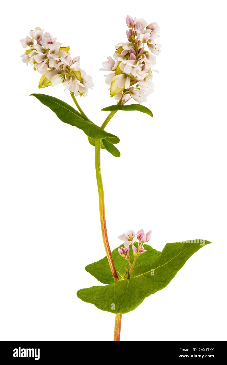 Buchweizen-Blumen isoliert auf weißem Hintergrund Stockfoto