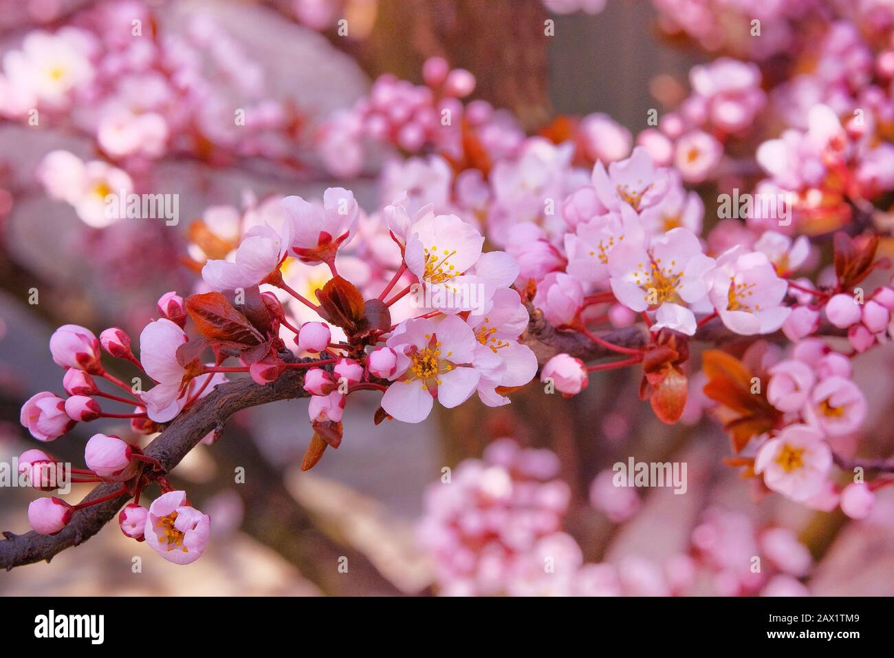 Aprikosenblüten mit rosafarbenen Kronblättern. Frühlingshintergrund der Natur, rosafarbenes Bokeh. Grußkarte für den Tag der Frauen. Blühender japanischer Garten im Frühling Stockfoto