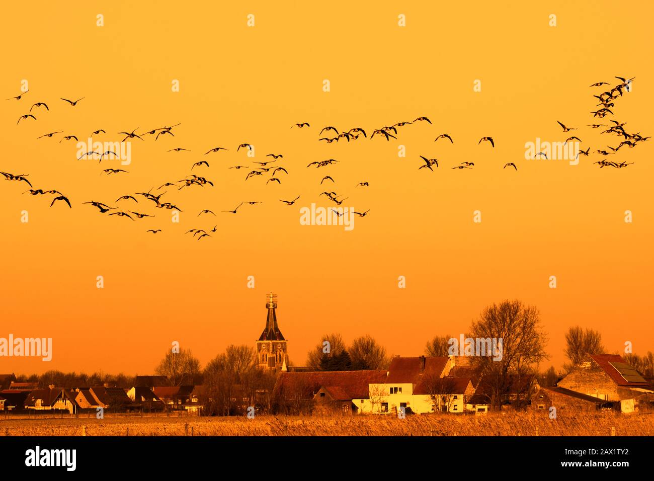 Barnakelgänse (Branta Leucopsis), die bei Sonnenuntergang über Ackerland fliegen, im Winter in der Uitkerkse Polder bei Blankenberge, Westflandern, Belgien Stockfoto