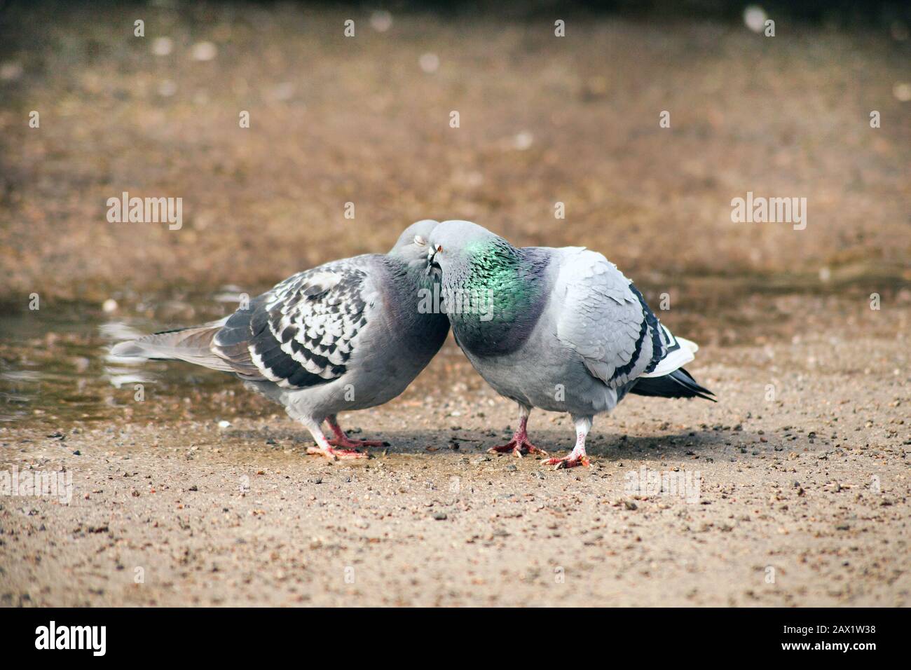 Küssende Tauben columba-livia domestica am Steet. Frühlings-Zeit-Eindulung: Zwei weiße Tauben in Liebesküssen lieben Vögel Stockfoto
