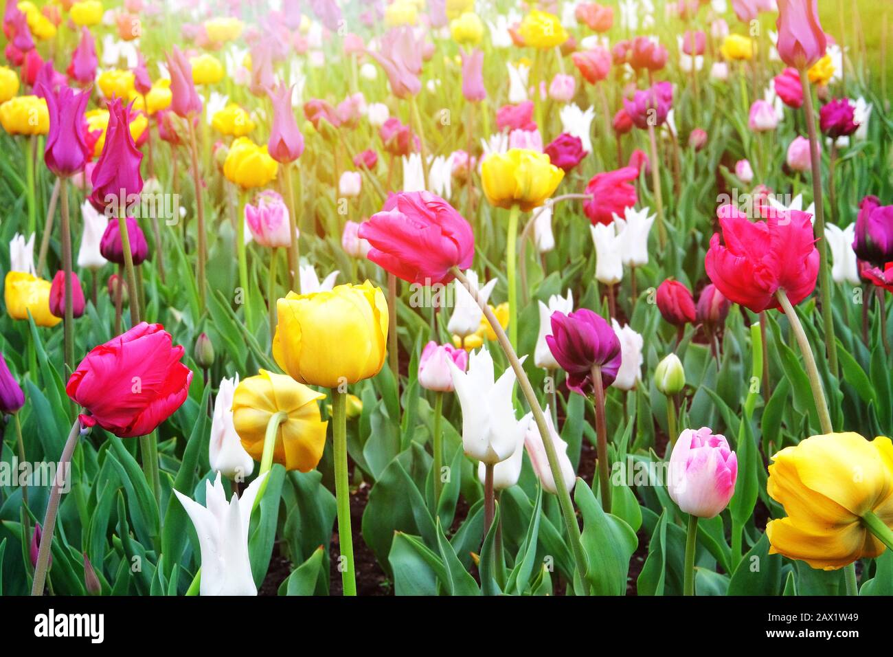 Tulpen blühen mit bunten Hochblättern, die den Frühling signalisieren. Frühlingshintergrund der Natur für den Tag der Frauen. Sonnig. Stockfoto