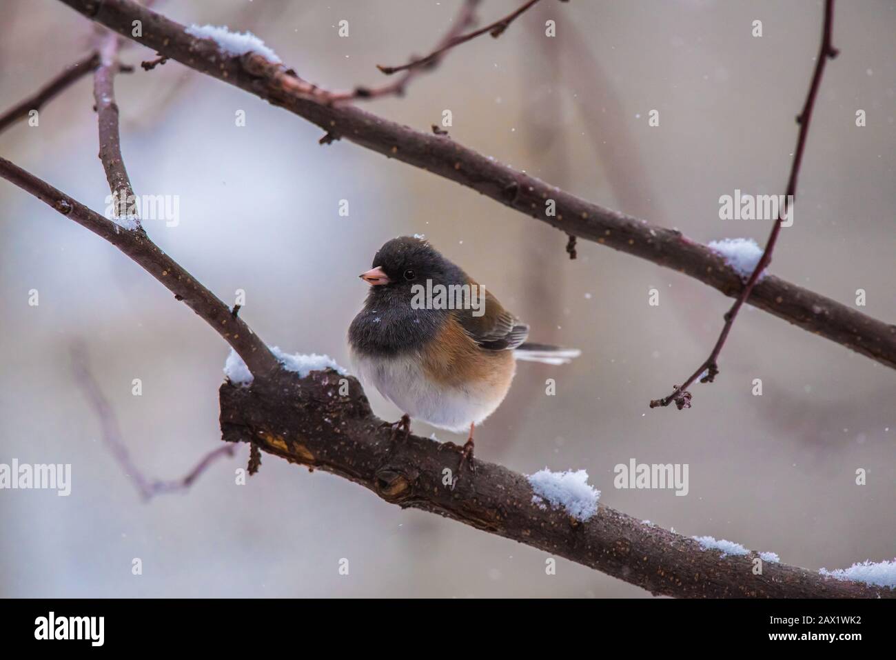 Nördliche dunkeläugige Juncos in einem schneebedeckten krabbenapfelbaum. Stockfoto