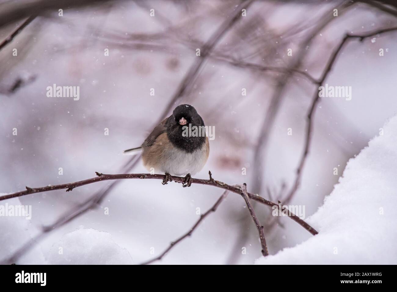Nördliche dunkeläugige Juncos in einem schneebedeckten krabbenapfelbaum. Stockfoto