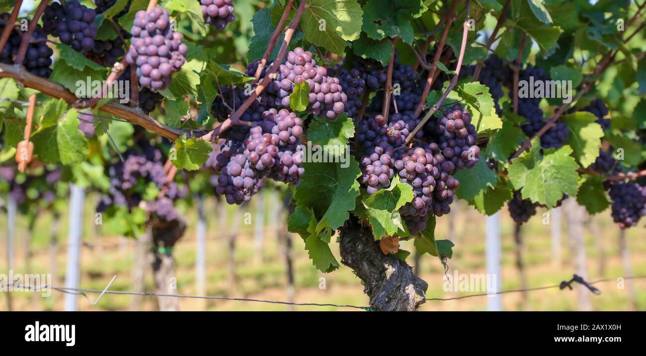 Blaue Trauben an einer Rebe im Weinstock. Sonniger Herbsttag mit blauem Himmel. Stockfoto