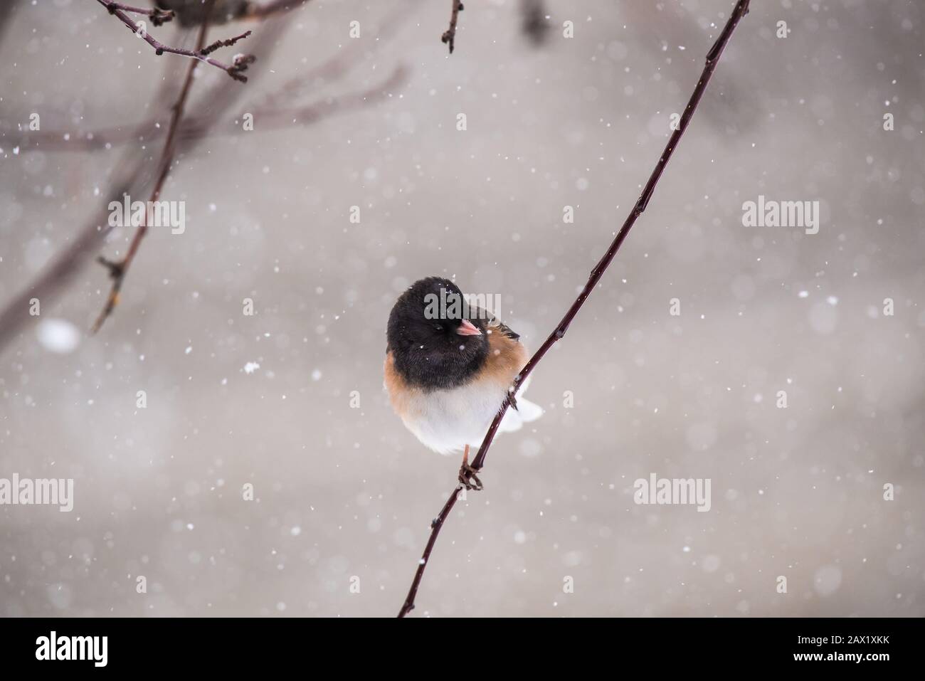 Nördliche dunkeläugige Juncos in einem schneebedeckten krabbenapfelbaum. Stockfoto