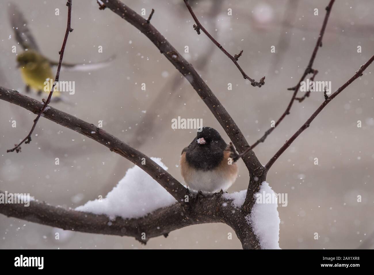 Nördliche dunkeläugige Juncos in einem schneebedeckten krabbenapfelbaum. Stockfoto