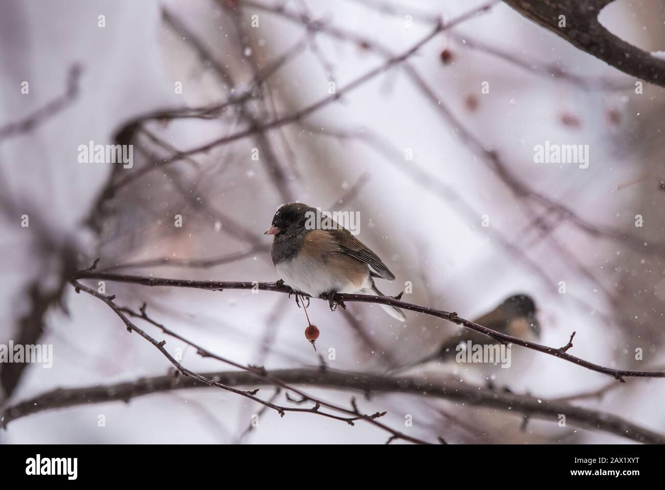 Nördliche dunkeläugige Juncos in einem schneebedeckten krabbenapfelbaum. Stockfoto