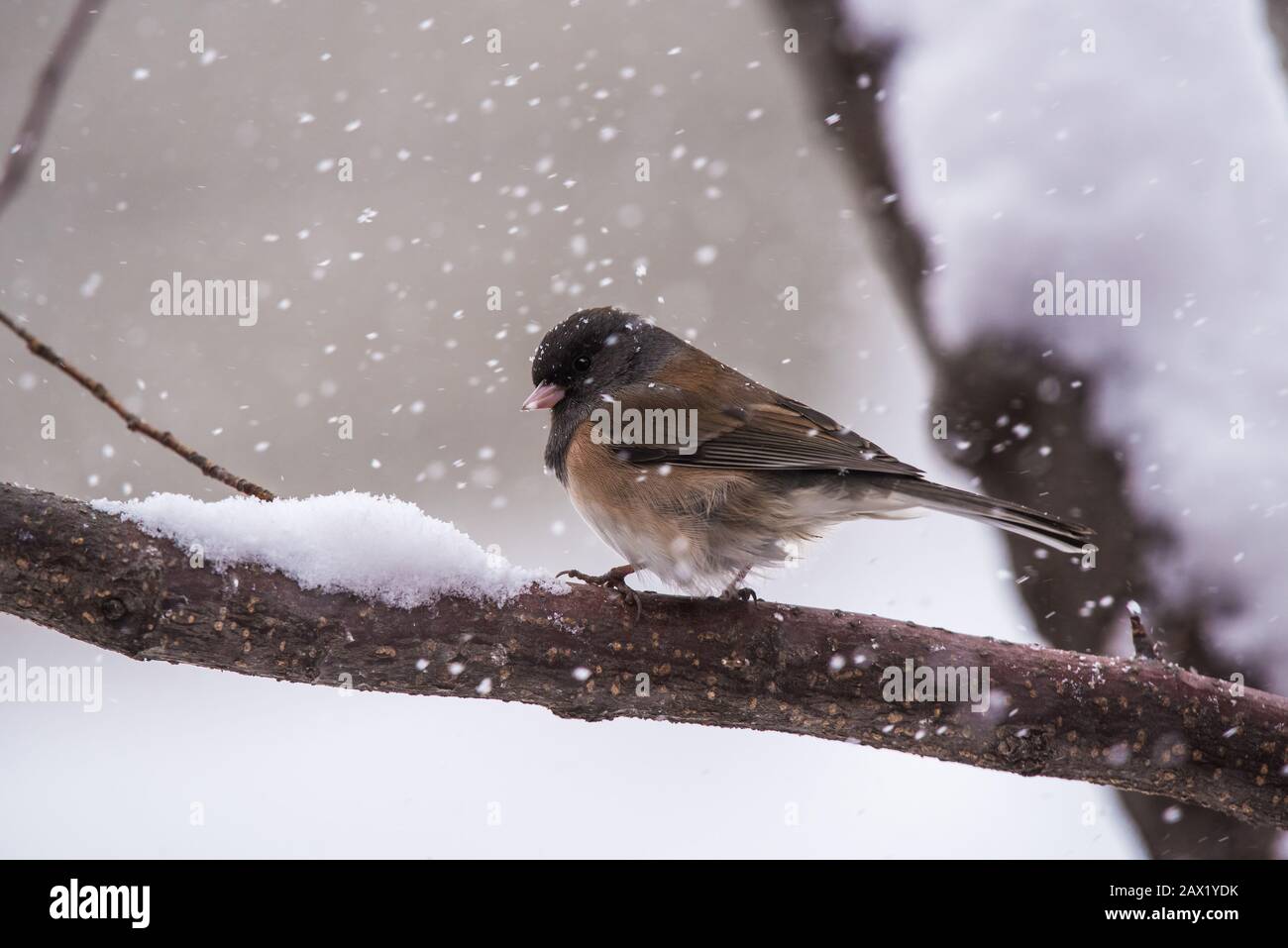 Nördliche dunkeläugige Juncos in einem schneebedeckten krabbenapfelbaum. Stockfoto