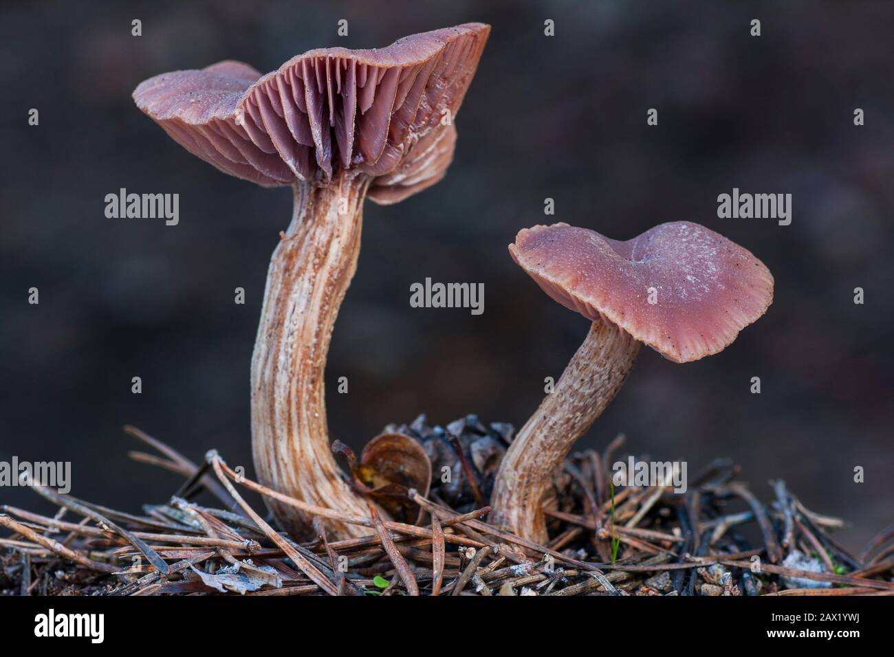 Laccaria amethystina, lila Pilze. Zwei Exemplare, die auf dem Waldboden wachsen. Leon, Spanien Stockfoto