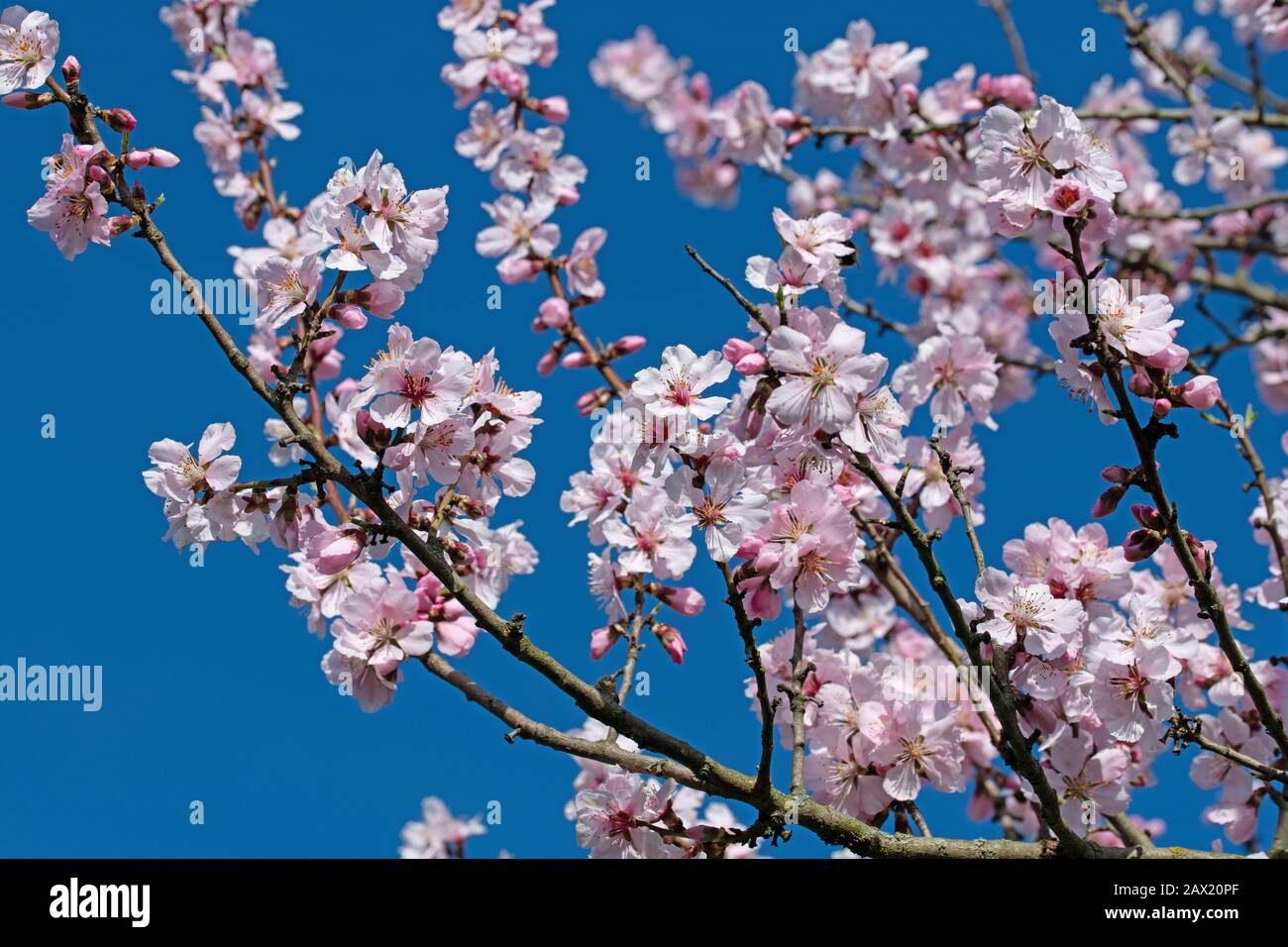 Blühender Wildpflaumenbaum, Prunus cerasifera, im Frühjahr Stockfoto