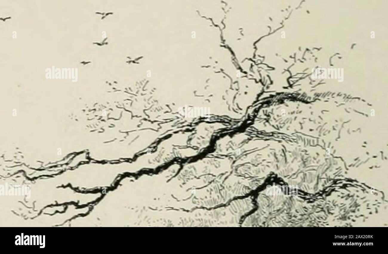 Der neue Wald und die Insel WightWith acht Platten und viele andere Abbildungen . ont von diesem Baum stehen die toten Fragmentsvon einer Eiche. Das Alter dieser Ruine eines Baumes liegt fast jenseits der Vermutung, aber seine Position gibt einen gewissen Hinweis auf sein Datum. Ein Teil eines Zweiges überlebt.Diese Extremität, die anscheinend etwa 6 Fuß im Durchmesser hat, muss über den Raum, auf dem der größere Teil der Eibe jetzt steht, in einer Höhe von dreizehn Fuß vom Boden entfernt verhaspelt werden. So, wenn das alte K15I f^l 7. VtWViL i).: M^Wi% i;,; ^ .IttlSIl; i   m;i ,1! :?:p!^ / ^-U /• i ( i * i-^l*^ ) i ^;^^ es^-^,^ 36 DAS NEUE Stockfoto