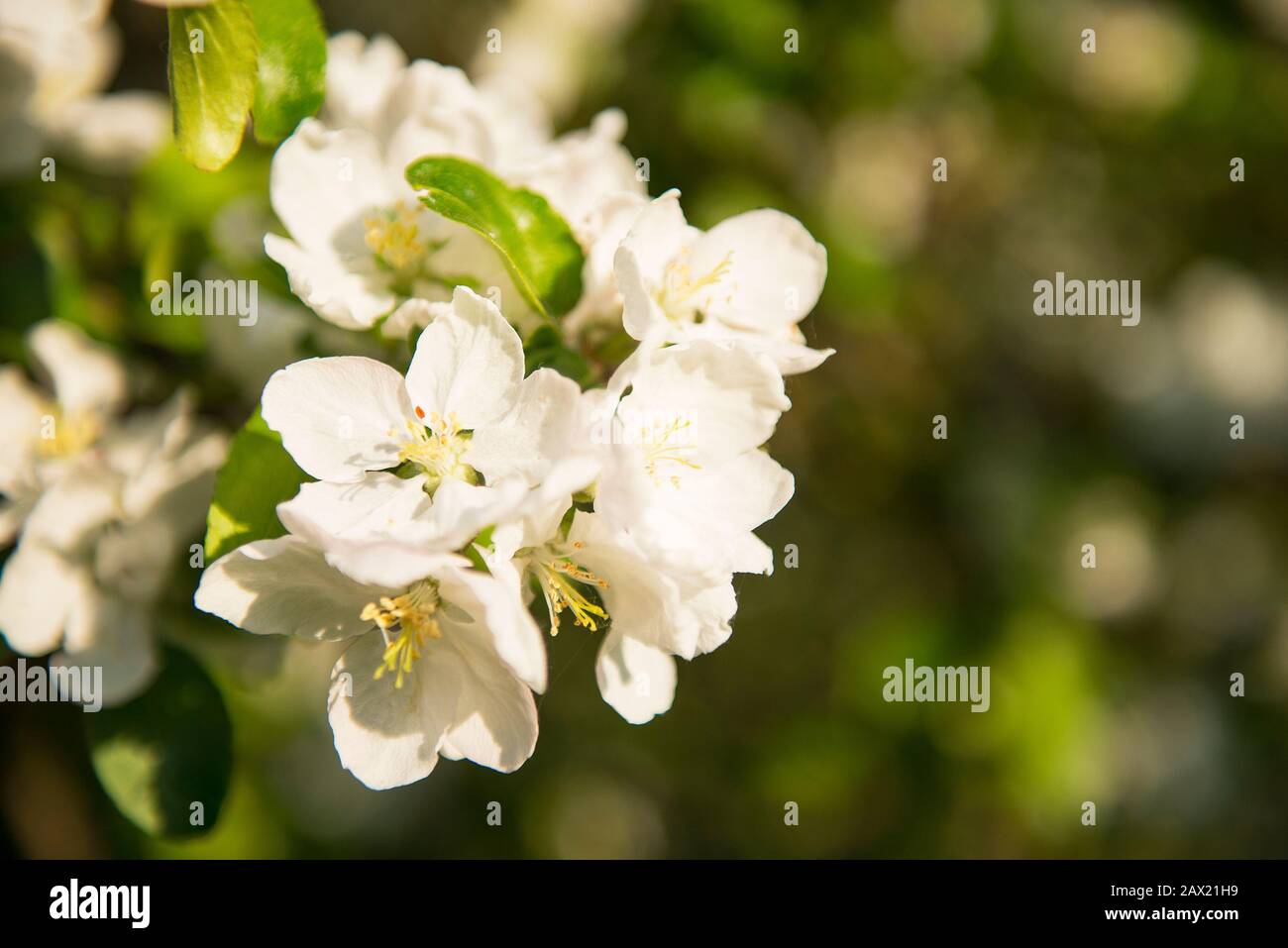 frühlingsapfel blüht mit weißen Blumen und Sonnenlicht. Erste zarte Blüte am sonnigen Tag. Stockfoto