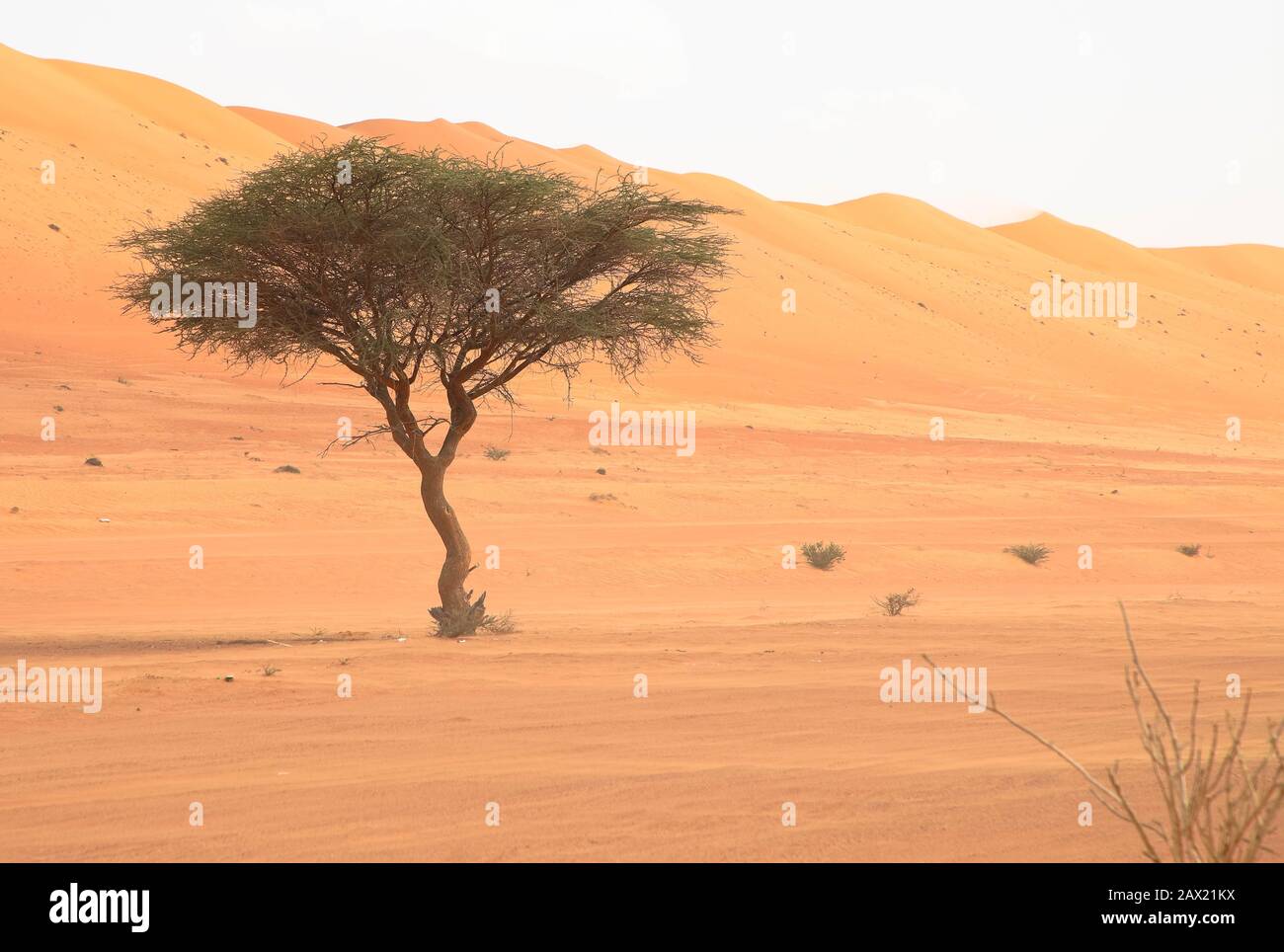 Im Oman wächst eine Akazie Stockfoto