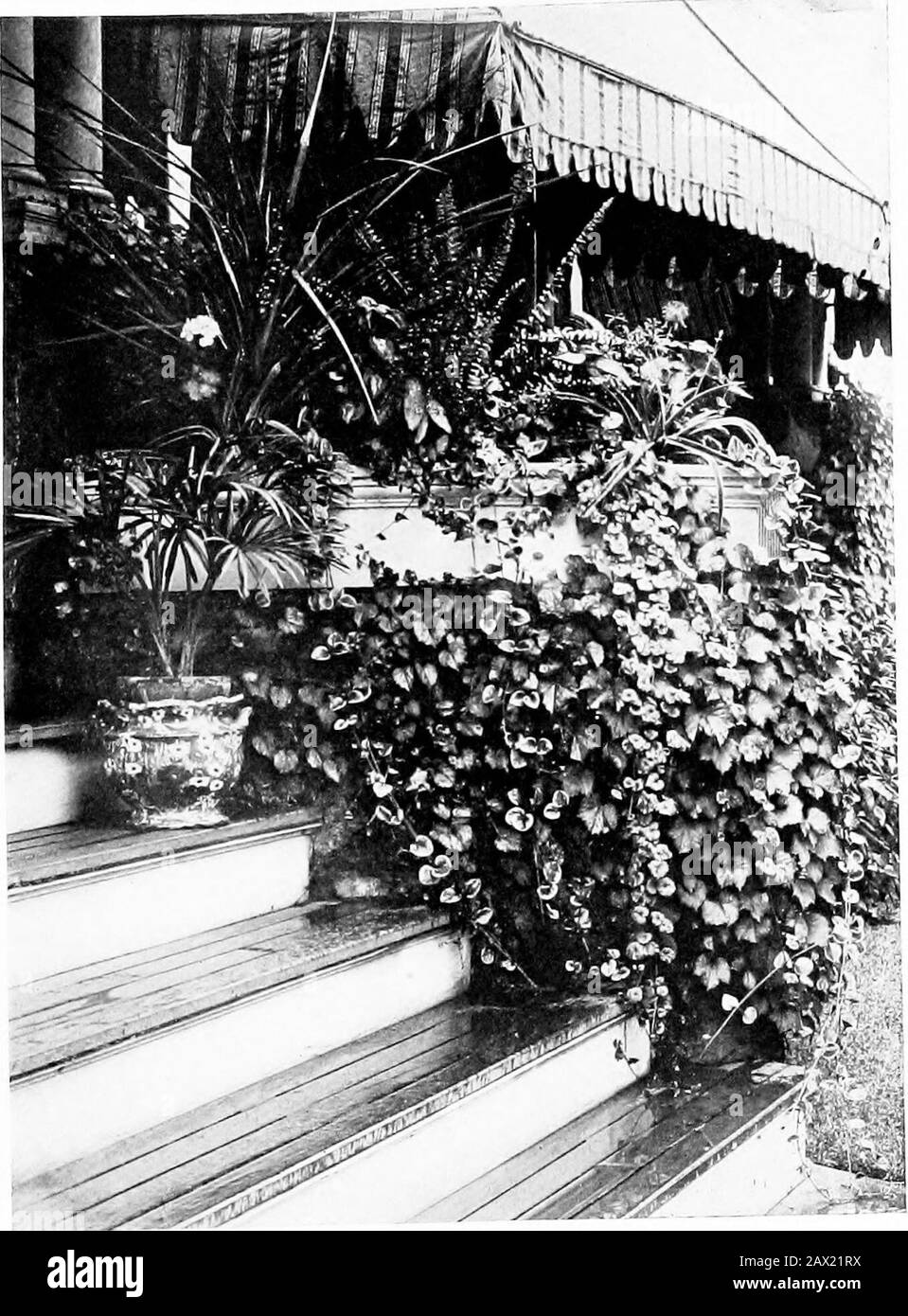 Amateur Gardenkraft; ein Buch für den Hausmacher und Gartenliebhaber . rld. Weiß? Vielleicht haben wir unter uns einen Joimg Lin-nseus, oder einen Humboldt, und die Anmietung eines Wildgartens kann dazu führen, dass ein Talent entdeckt und entwickelt wird, das in den kommenden Jahren stolz darauf sein kann, dem Besitzer Ehre zu erweisen. Ich schlage die Bildung einer Wildgarten-Gesellschaft in jedem Landdorf und jeder näheren Umgebung vor. Organisieren Sie auf der Suche nach Sträuchern und Pflanzen Expeditionen ins Land der sur-Rundung.Solche Ausflüge können so reizvoll wie apikisch gemacht werden. Nehmen Sie einen Korb in guter Größe mit, enthalten Sie die Pflanzen, die Sie sammeln, und Som Stockfoto