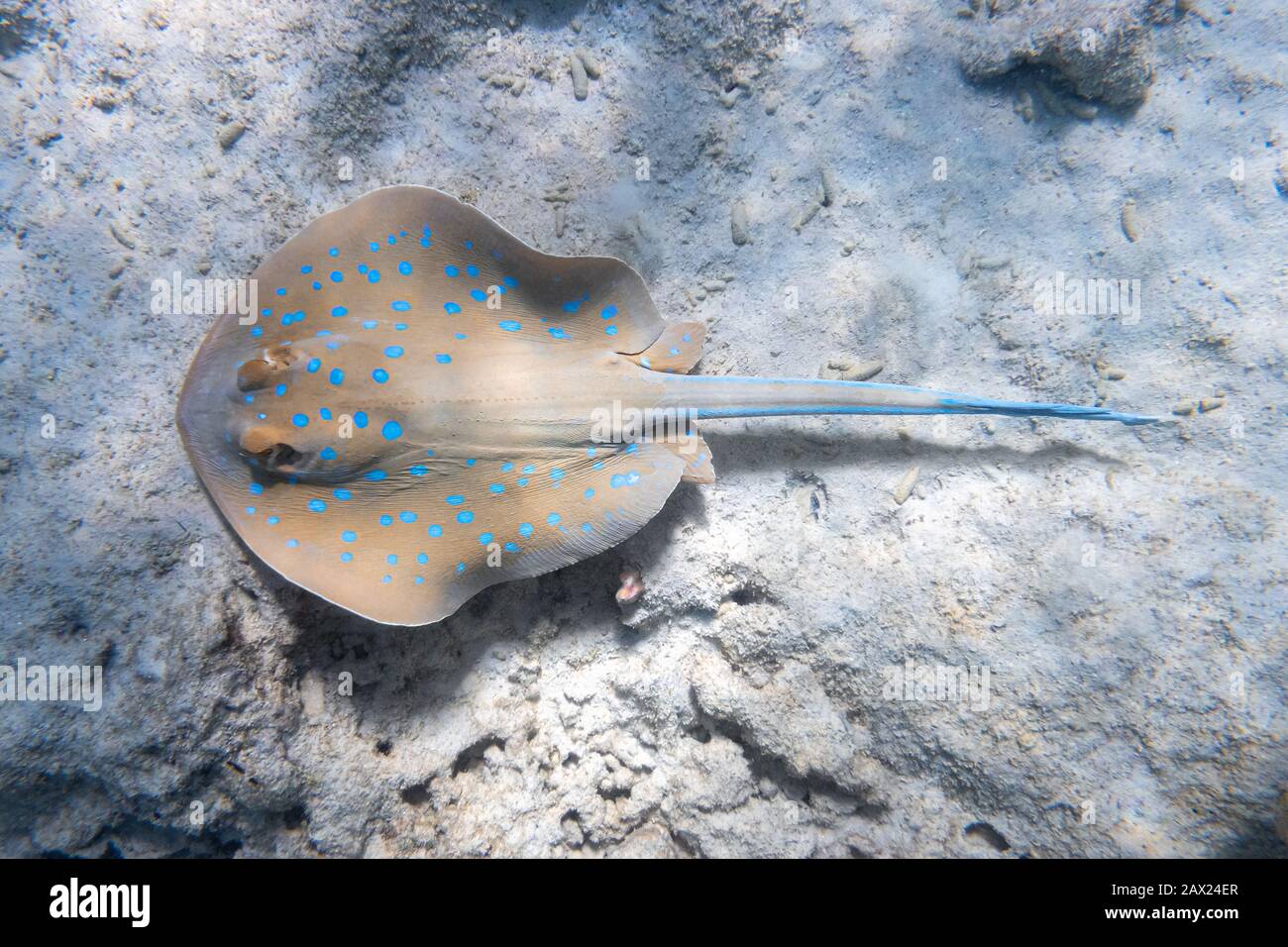 Bluespotted Ribbontail Ray (Taeniura lympa) Im Roten Meer, Ägypten. Nahaufnahme Von Dangerous Underwater, Der Stingray Laing Im Sand Entdeckt Hat. Pazifischer Ozean. Stockfoto