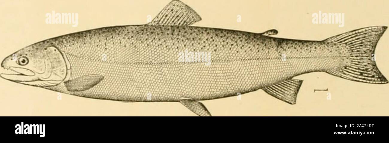 Fische . Amateure. Der Stahlkopf (Salmo rivularis) ist eine große Forelle, die zwölf bis zwanzig Poimden im Gewicht erreicht, die reichlich in Flussmündungen und manchmal in Seen vom Lynn Canal bis zu Santa 324 Salmoniden Barbara gefunden wurde. Die abgebrannten Fische gibt es in den Flüssen im Frühjahr zur Zeit des Lachslaufs. Die Art ist selten Konserven, wird aber für den Versand im Kühllager geschätzt. Seine Knochen sind viel morefer als die des Lachses - ein für Kaninganzwecke ungünstiger Zug. Das Fleisch, wenn n?,t nach dem Laichen ausgegeben wird, ist ausgezeichnet.Der Stelkopf stirbt nach dem Laichen nicht, wie es alle Pazificlachs tun. Es wird gedacht Stockfoto