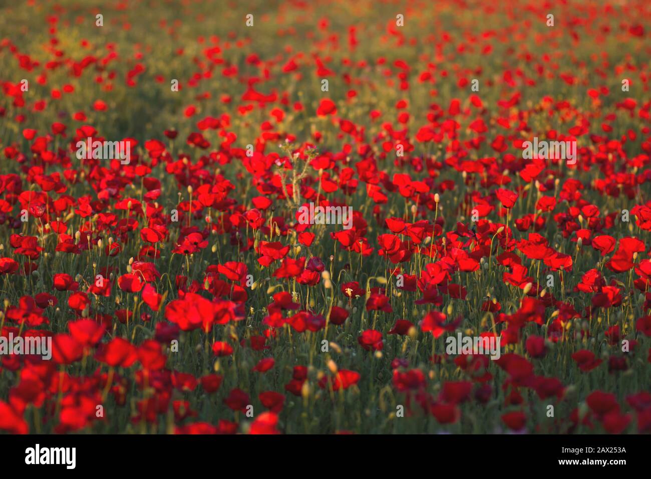 Wilde rote Mohnblumen blühen in der Frühlingslandschaft Stockfoto