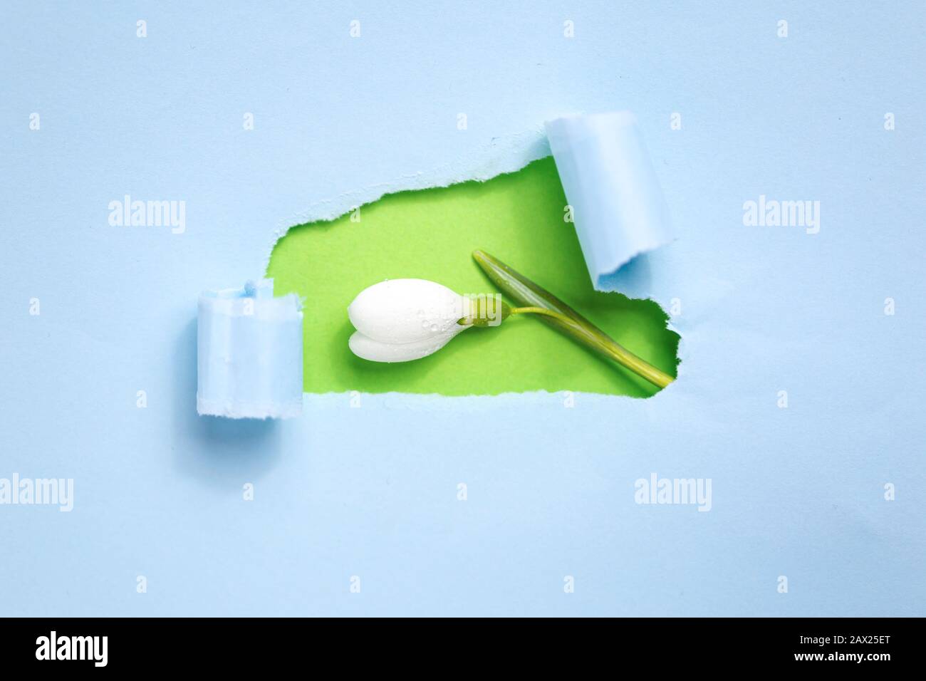 Zerrissenes Papier mit Snowdrop oder gewöhnlicher Schneeflower (Galanthus nivalis) Blume mit Platz für Text. Grußkarte vom 8. März. Stockfoto