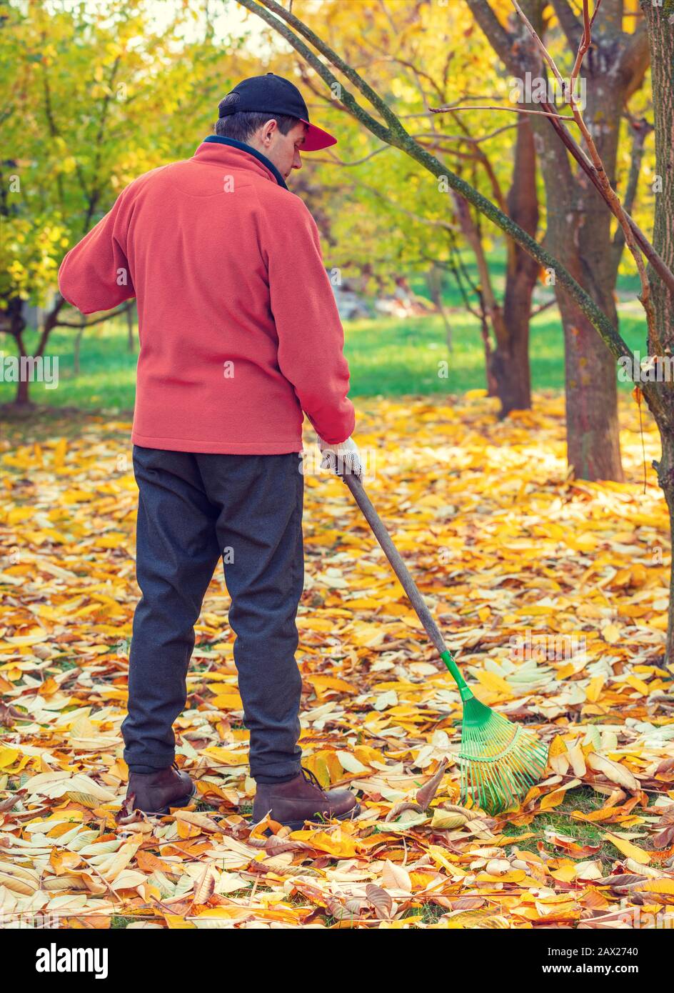 Ein menschliches Rechen gelb gestürzter Blätter im Herbstgarten Stockfoto