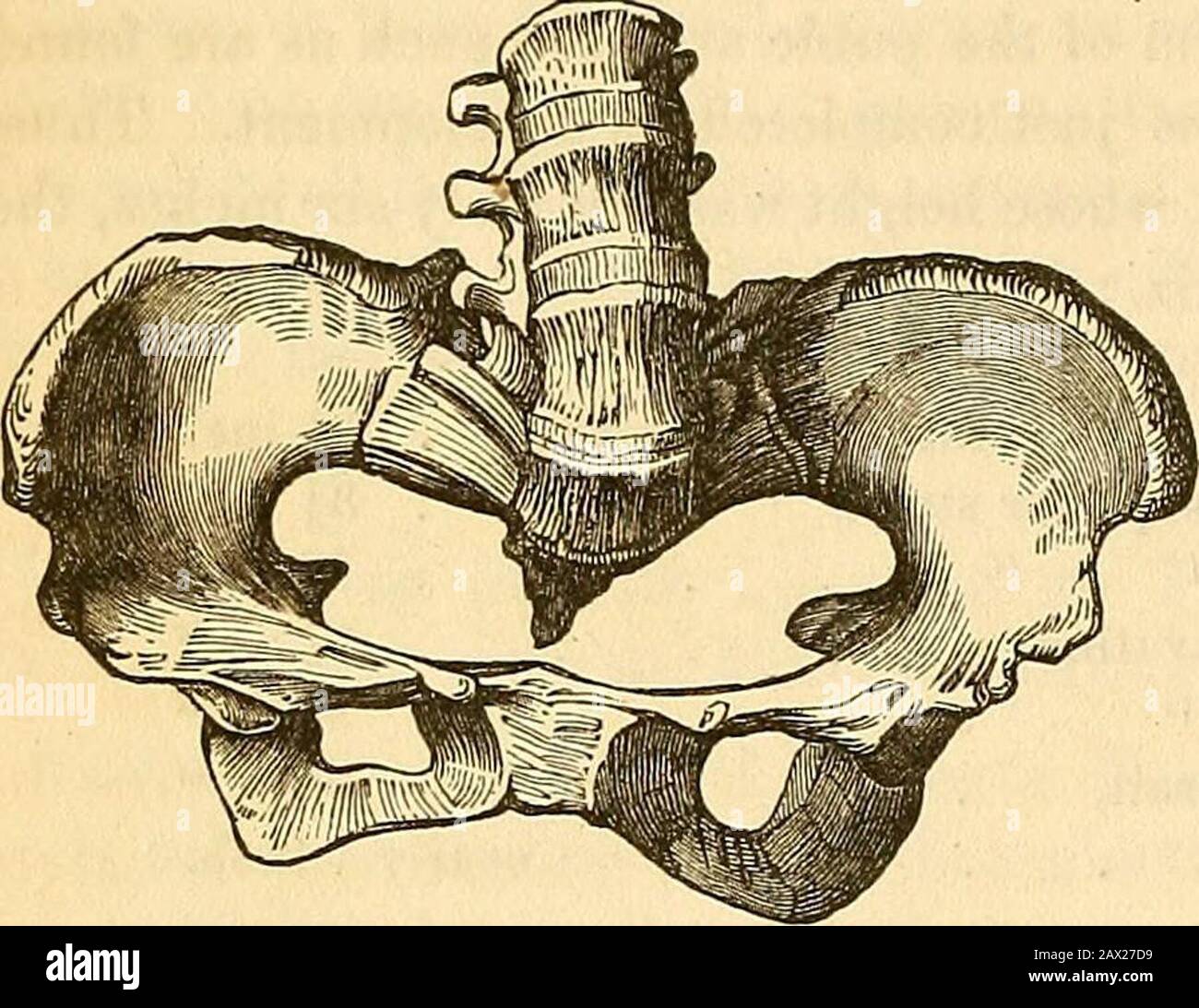Eine theoretische und praktische Abhandlung über Mittelwiferie: Einschließlich der Erkrankungen der Schwangerschaft und Geburt und der Aufmerksamkeit, die das Kind von der Geburt bis zur Zeit der Entwöhnung benötigt. Obtusefill in seinem mittleren Teil, wobei die Basis des Knochens auf eine bestimmte Weise nach vorne geworfen wird, um die Hervorhebung des sacro-Wirbelwinkels zu verstärken. Im Gegenteil kann es auch vorkommen, und das Kreuzbein, anstatt eine Anteriorkonkavität darzustellen, ist ziemlich eben oder gelegentlich sogar konvex davor; und dann wird die Ausgrabung gleichzeitig mit der übergeordneten Meerenge, in ihrem antero-posterioren diame, abgeschlossen Stockfoto