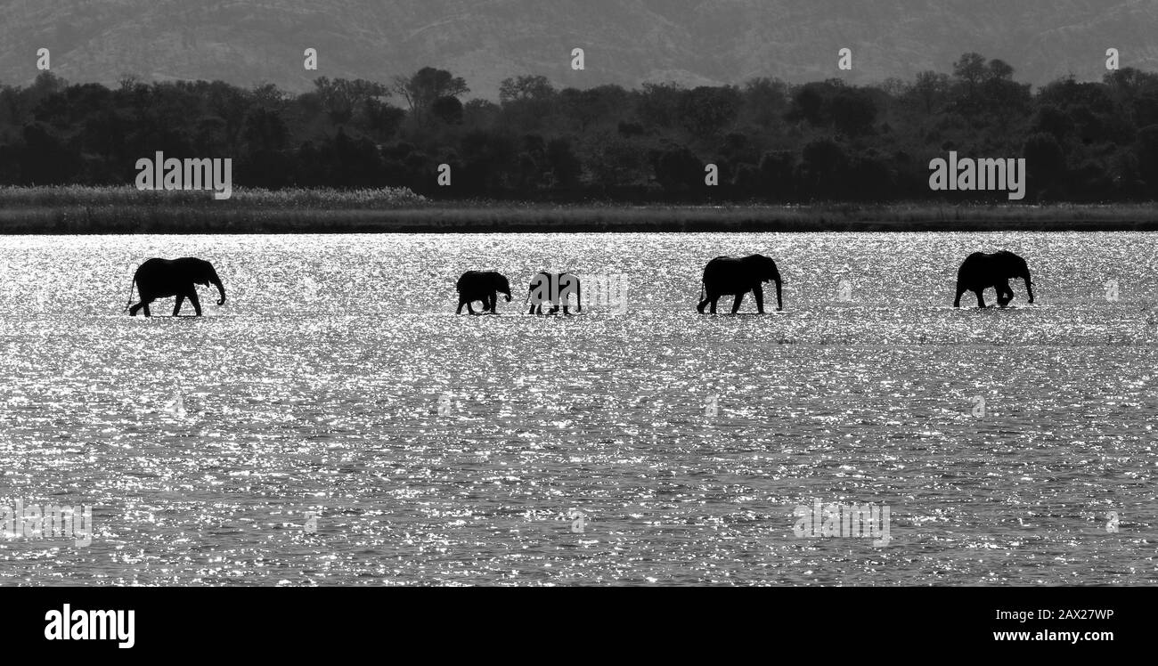 Zimbabwe Elefanten, Tierwelt im Sambesi Valley Stockfoto