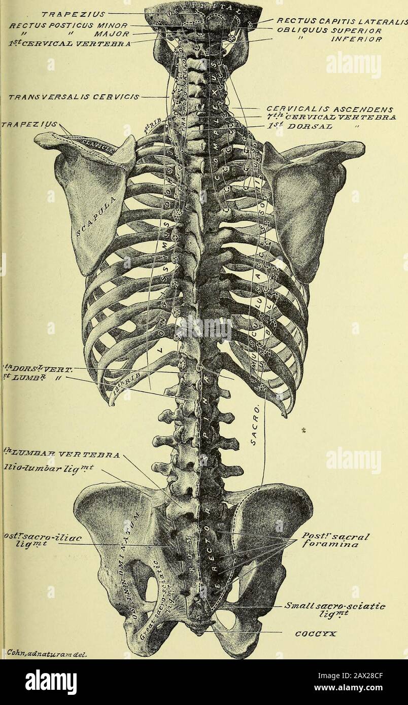 Praktische menschliche Anatomie [elektronische Ressource]: Ein Arbeitsleitfaden für Studenten der Medizin und ein Referenzmaterial für Chirurgen und Ärzte. Minderwertige Öffnung des Sakralkanals; interartikuläre Bänder zwischen den Cornua von Thekoccyx und Kreuzbein; seitliche Bänderbrücke zwischen den kronenförmigen Grenzen der beiden Knochen. 75. Sacro-iliakische Gelenkung, Platte 42; Abb. 1, Platte 45; Platte 147.-Diese Artikulation umfasst folgende Elemente: Knochen, direkte Bänder und indirekte Bänder. Die Bonesare: Der ilium-Anteil des innominatknochens; das Kreuzbein; der fünfte Lendenwirbel (quer) Stockfoto